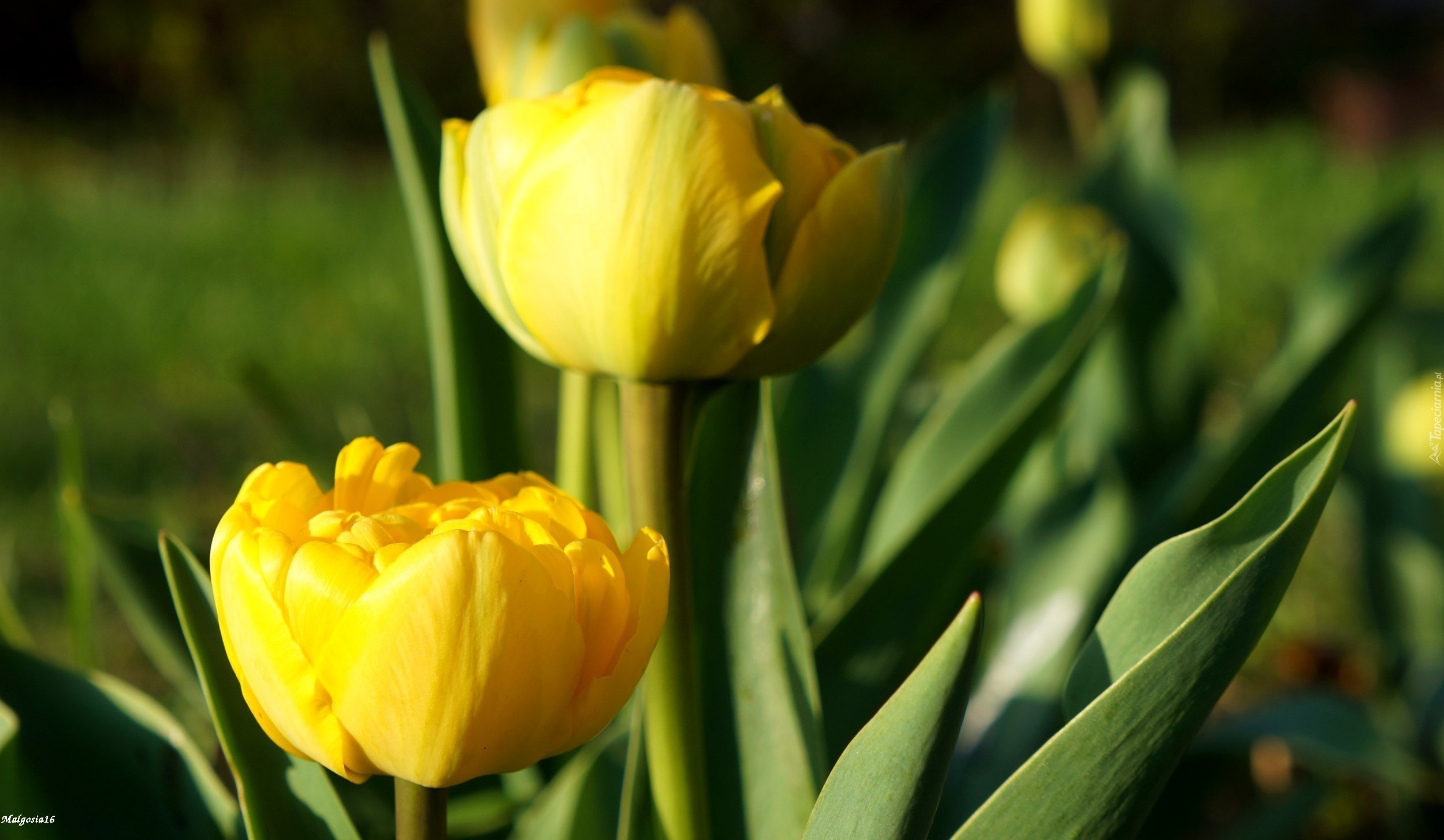 Kwiaty, Wiosenne, Żółte, Tulipany