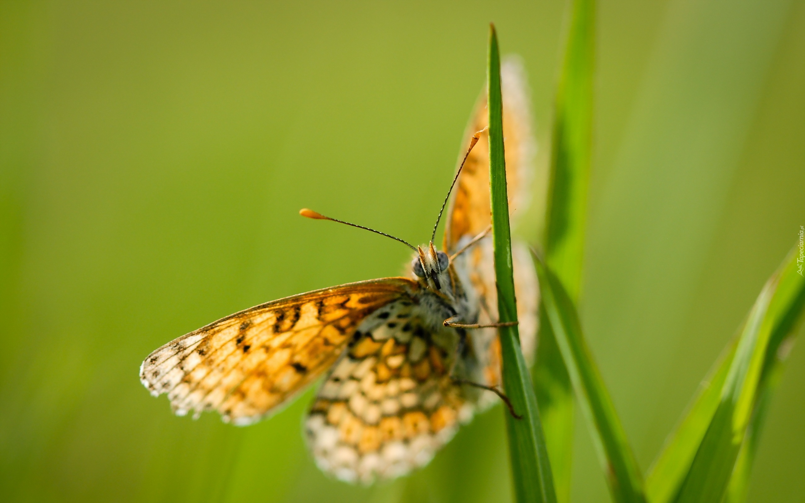 Motyl, Trawa, Zielone, Tło