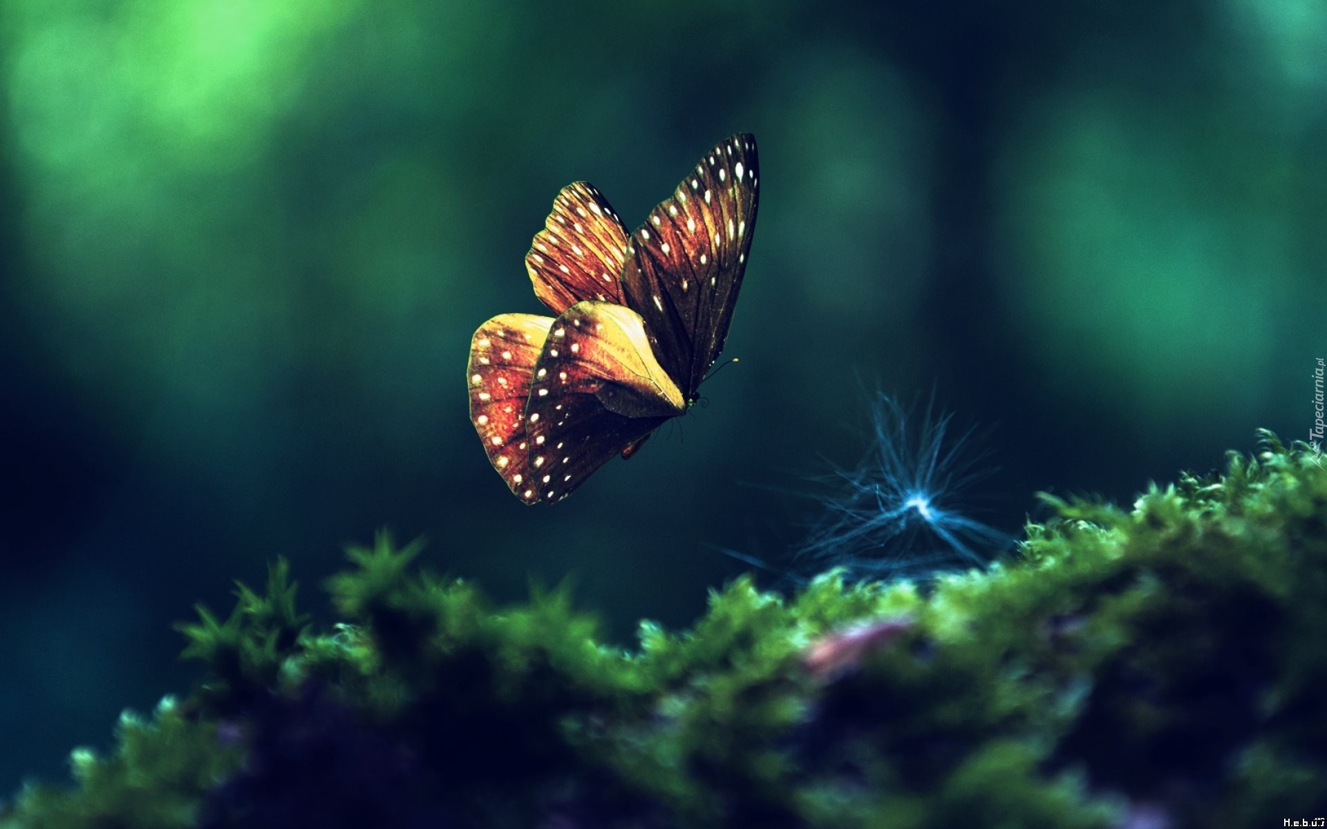 Motyl, Rośliny, Makro