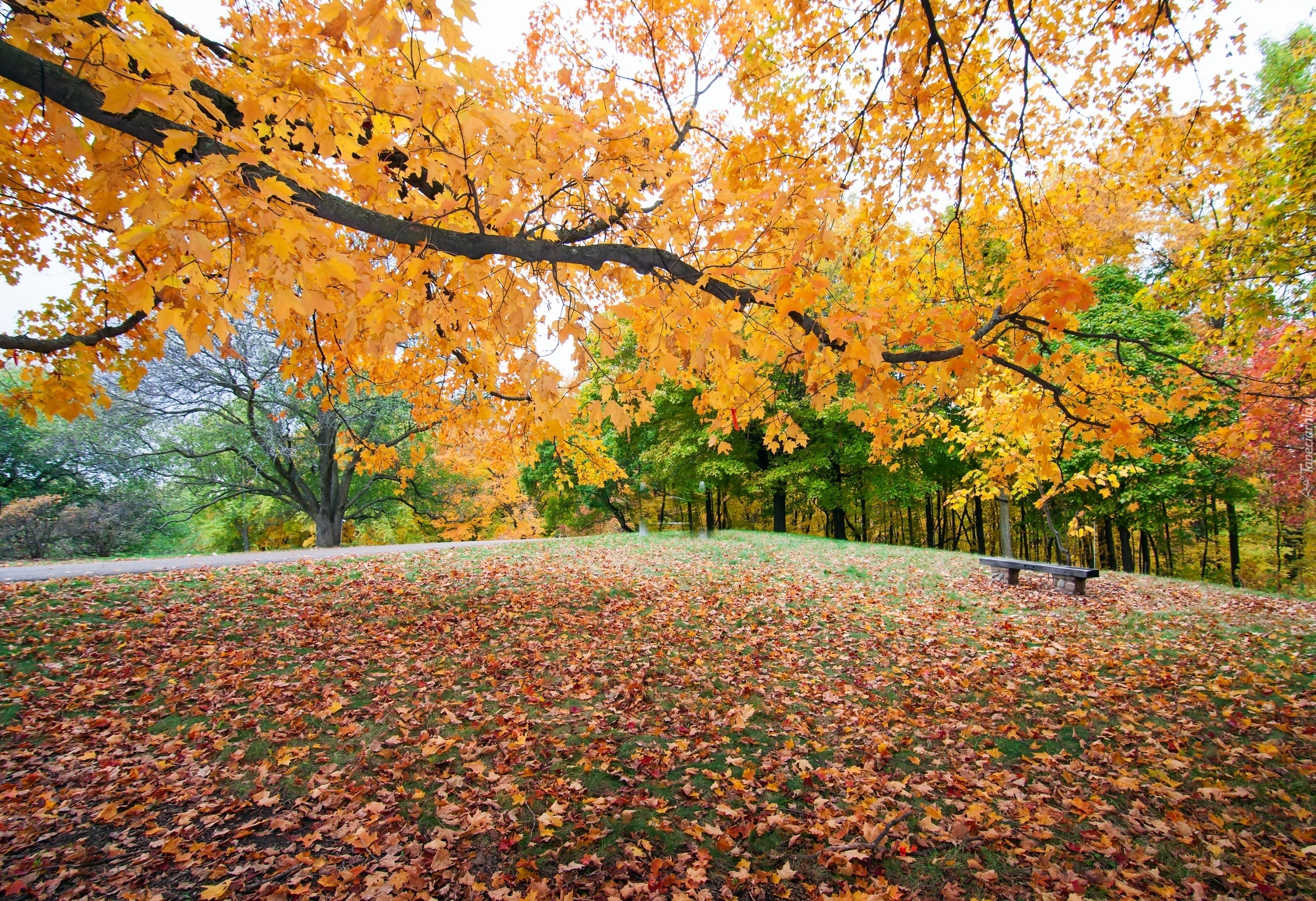 Jesień, Park, Ławeczka