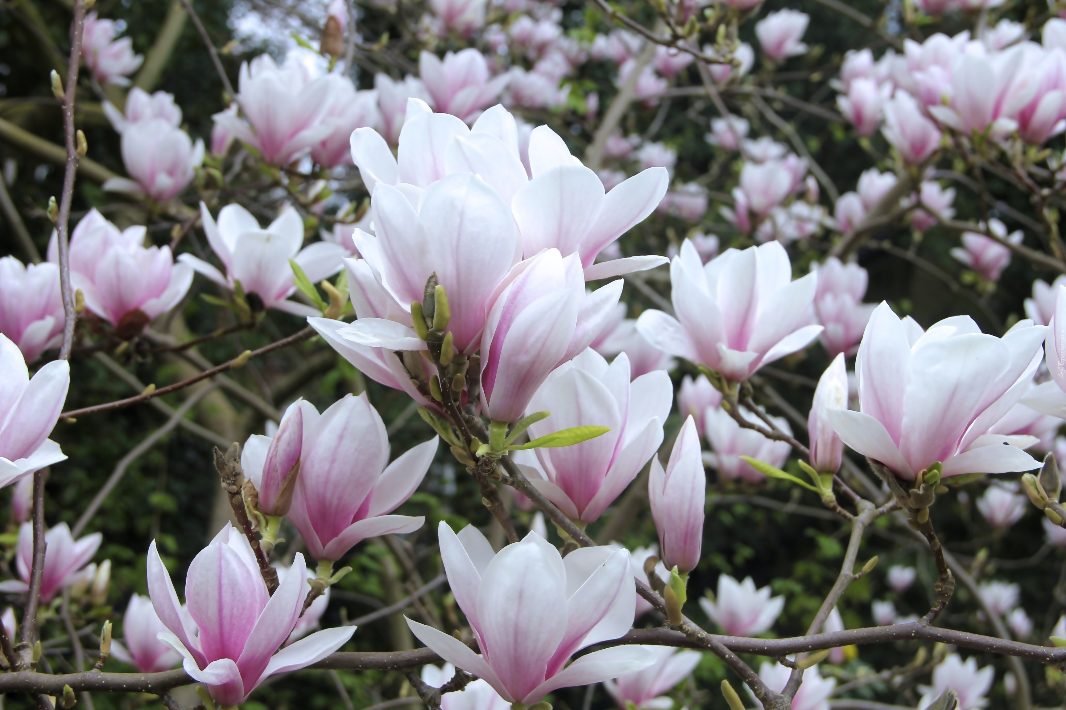 Magnolia, Różowo biała