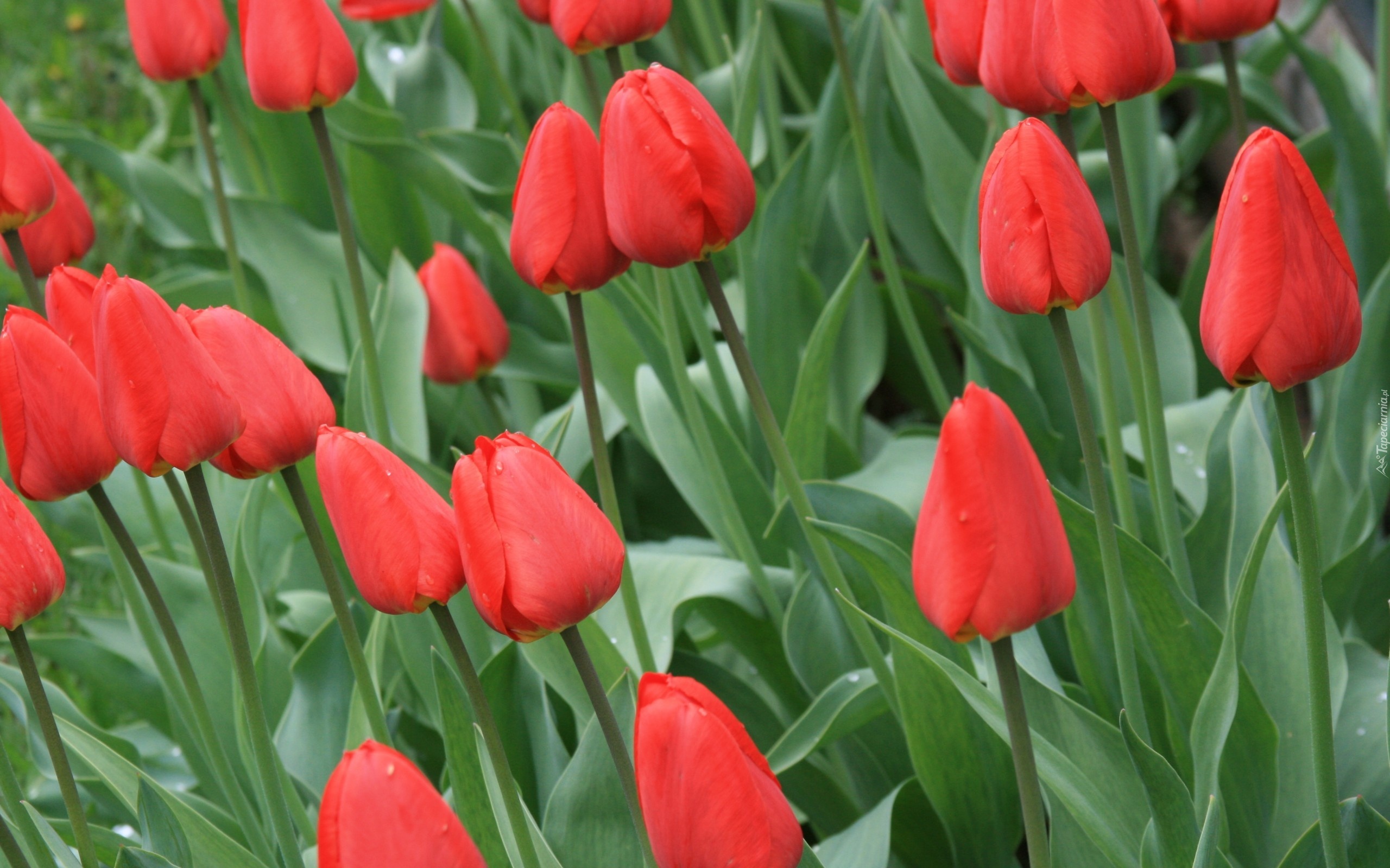Tulipany, Czerwone