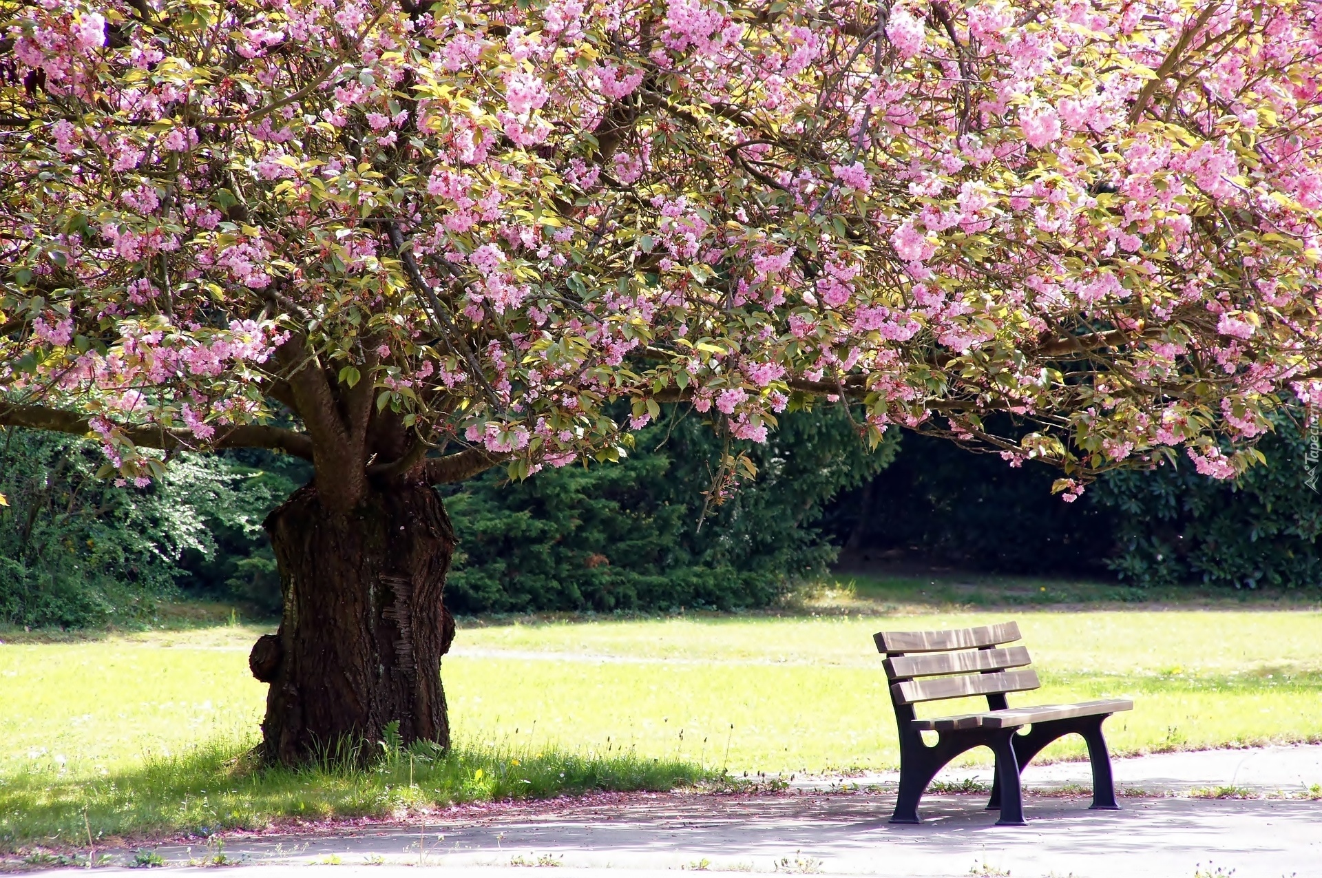 Kwitnące, Drzewo, Ławka, Park, Wiosna