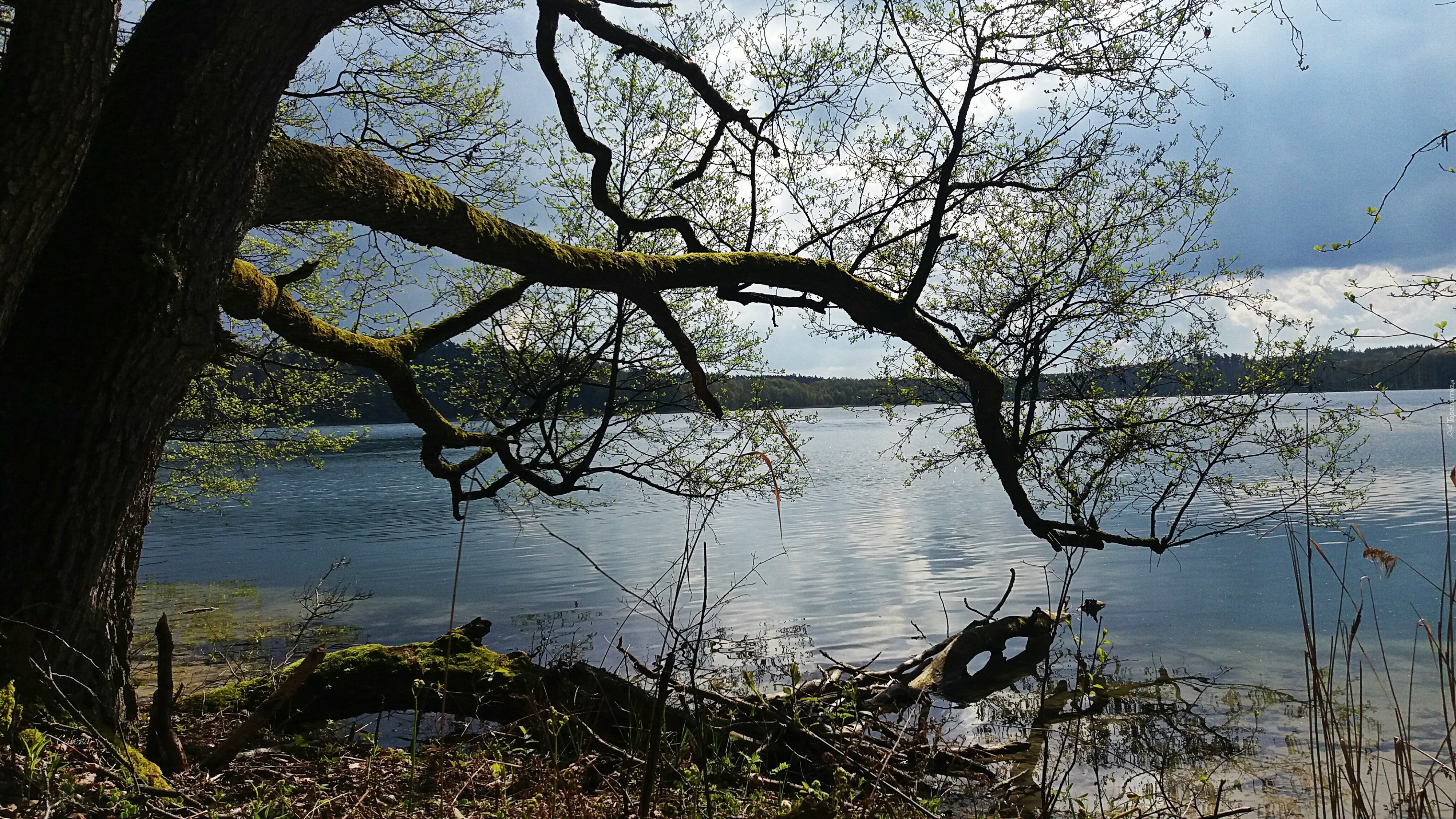 Jezioro, Dłużek, Drzewo, Wiosna