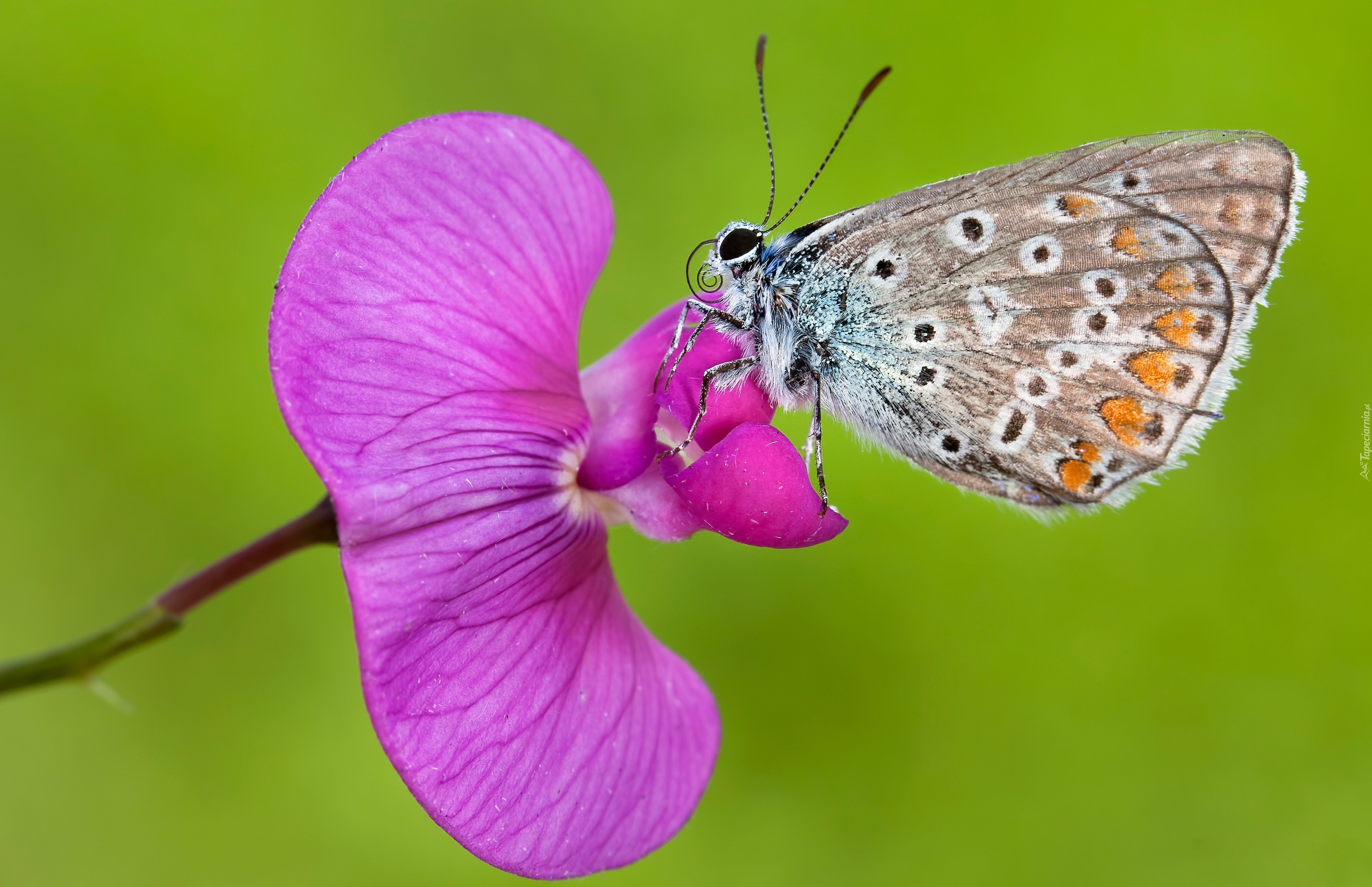 Motyl, Modraszek, Różowy, Storczyk