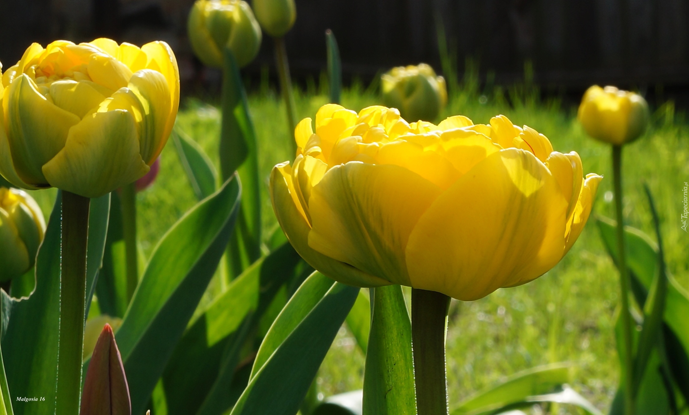 Żółte, Tulipany, Kwiaty, Wiosenne