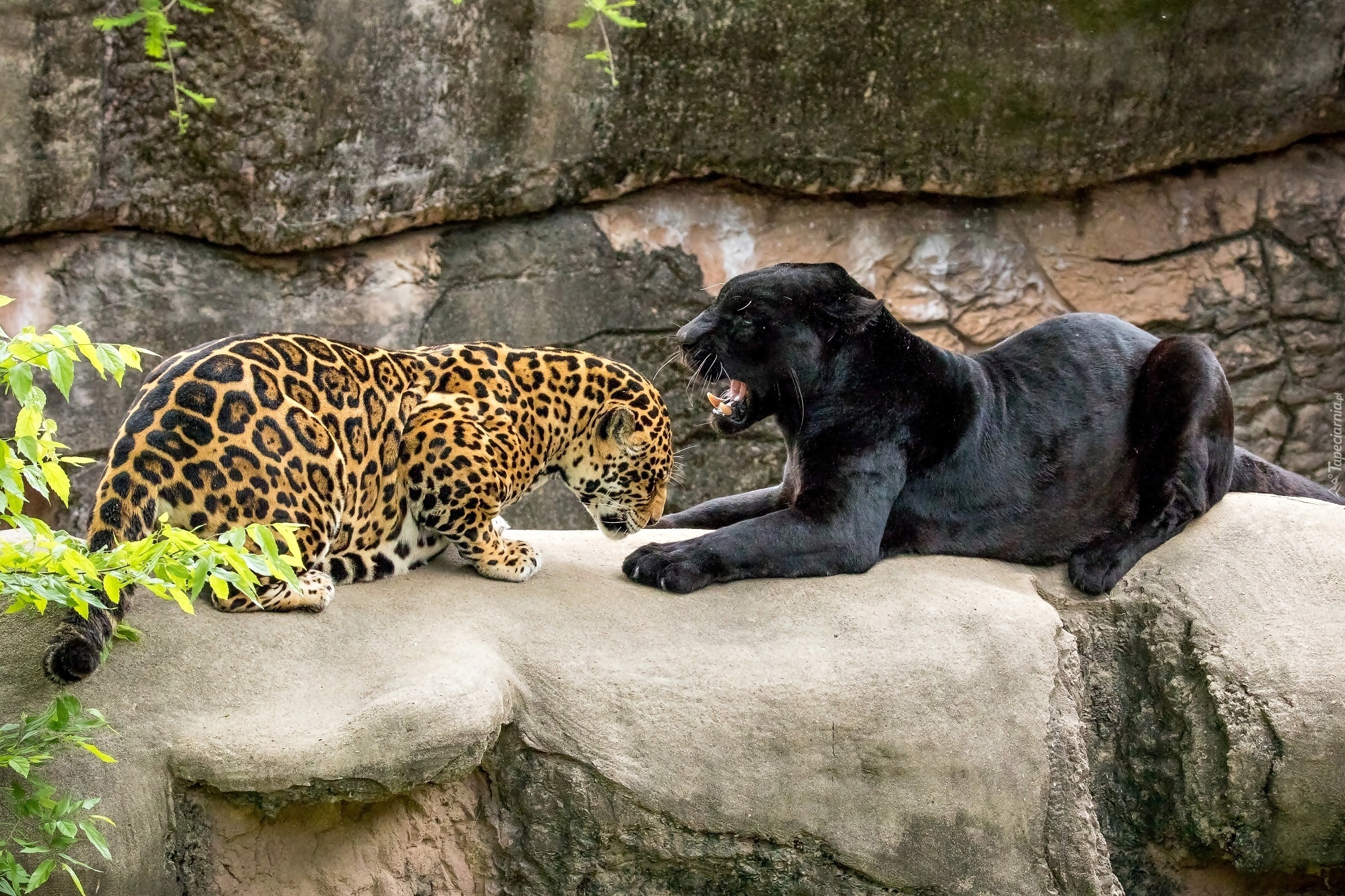 Jaguar, Pantera, Skały