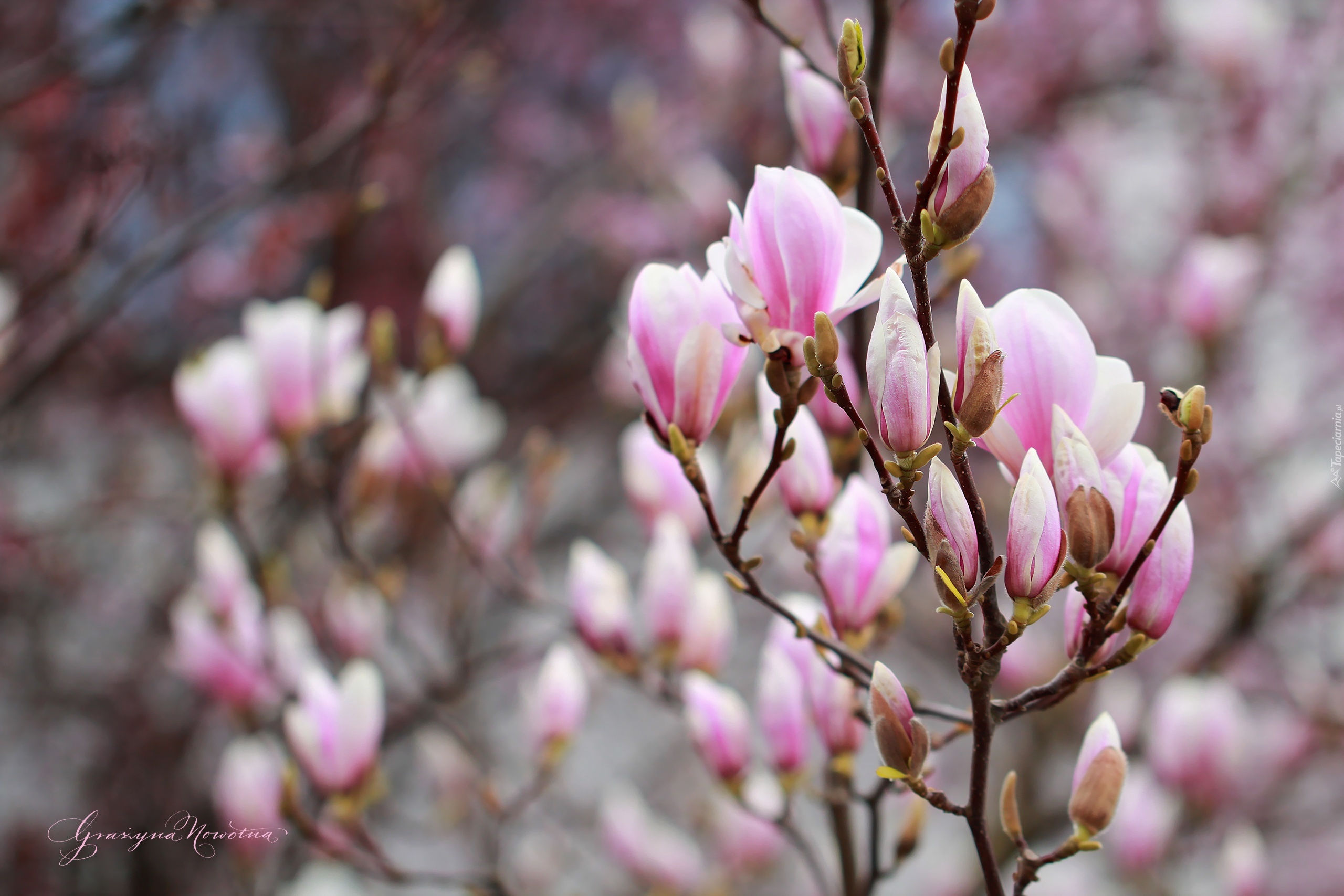 Magnolia, Różowe, Kwiaty