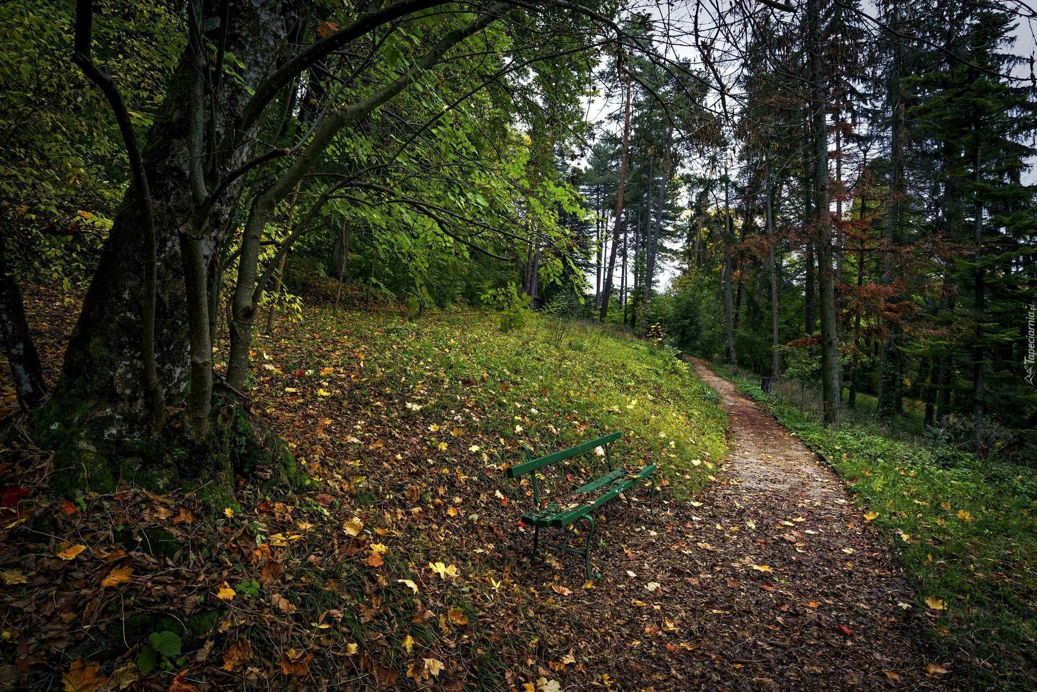 Park, Drzewa, Alejka, Liście, Ławka