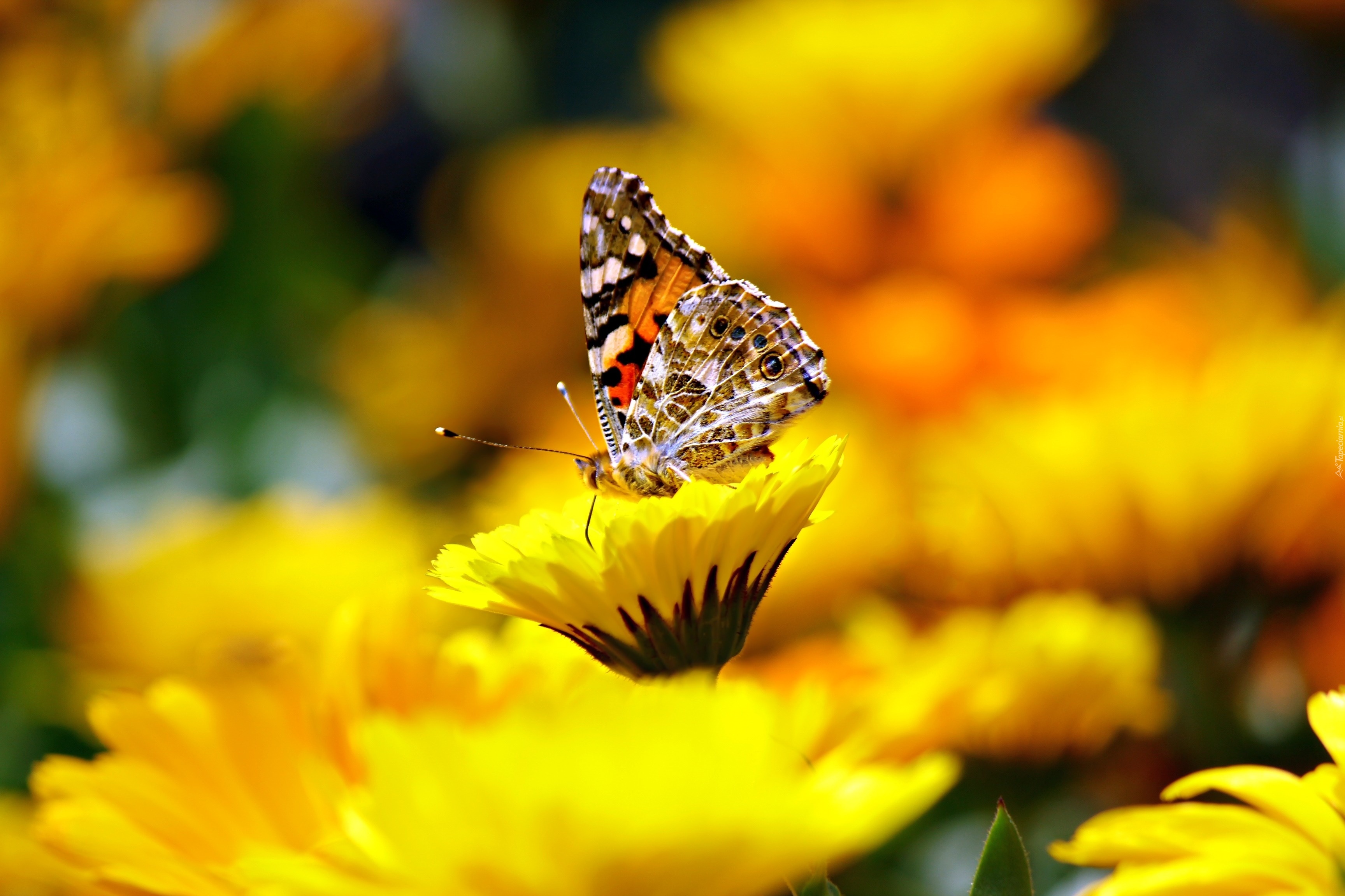 Żółte, Kwiaty, Motyl, Rusałka, Osetnik