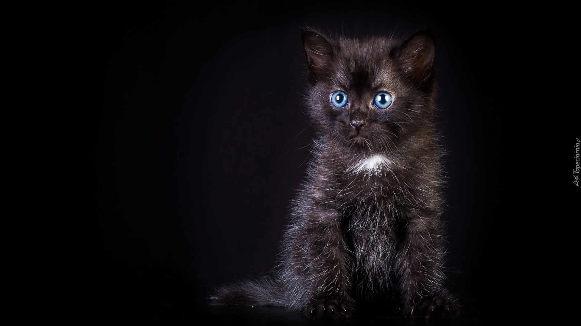 Czarny, Kot, Kotek, Niebieskie, Oczy