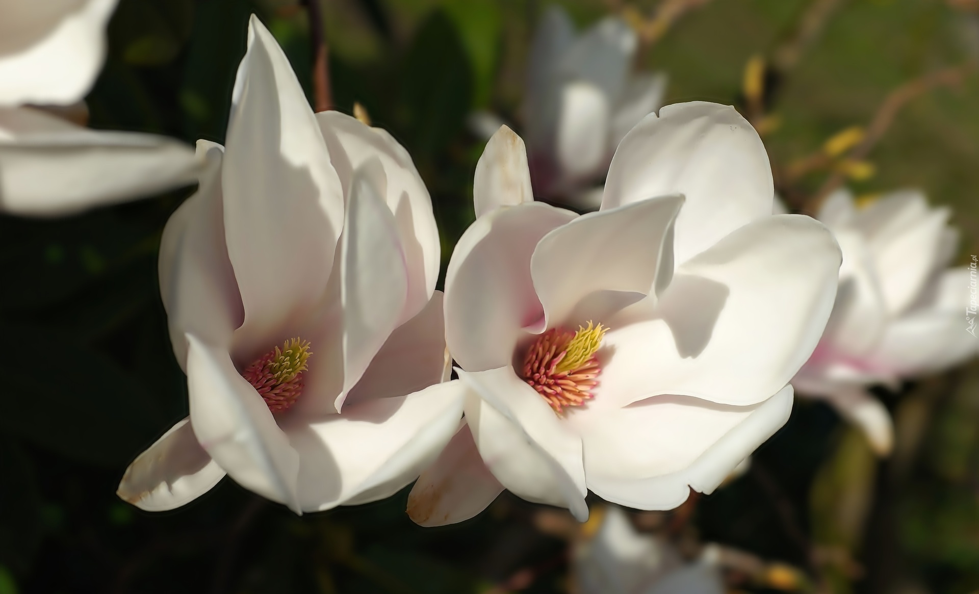 Białe, Kwiaty, Magnolia