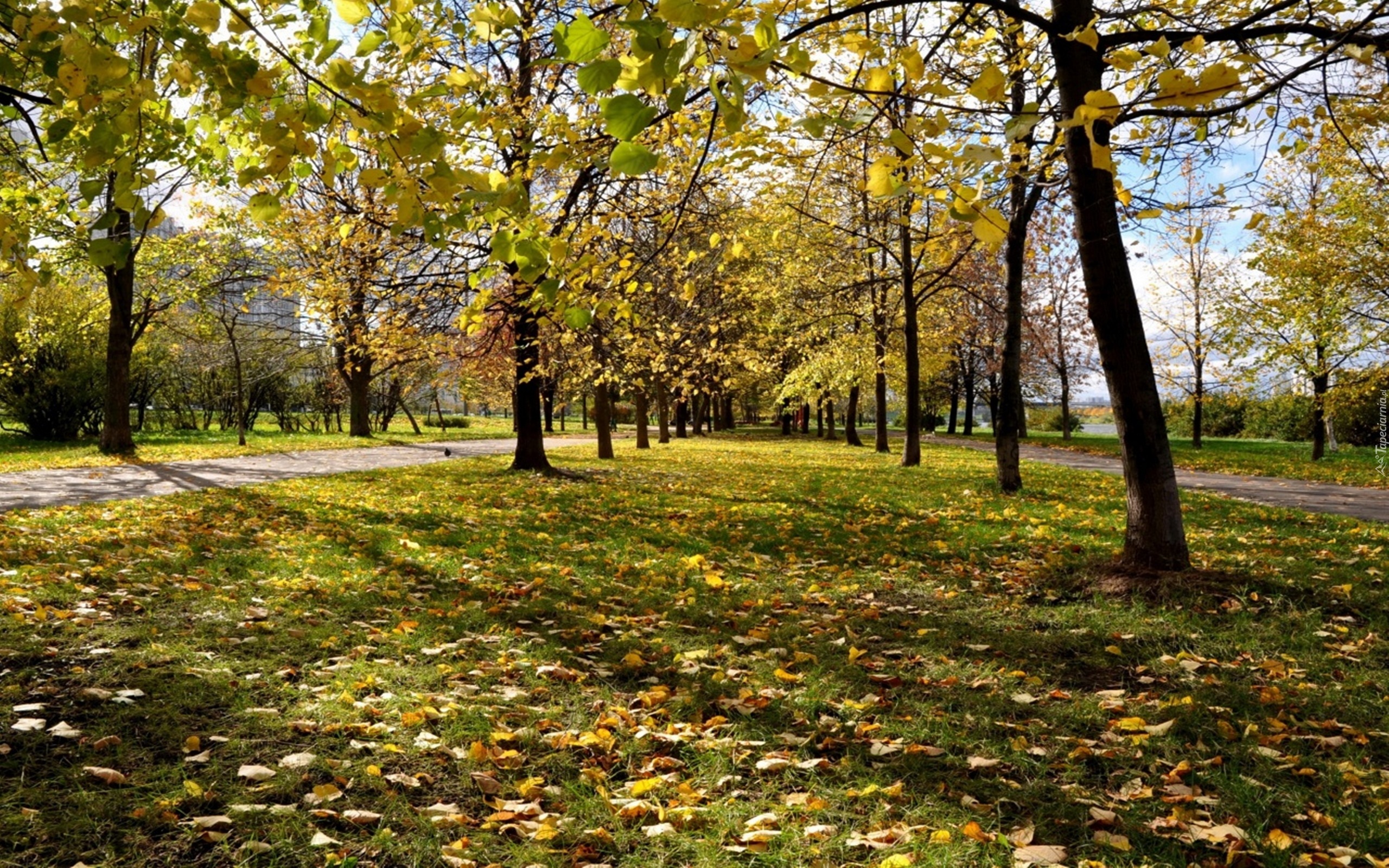 Park, Moskwa, Rosja, Jesień