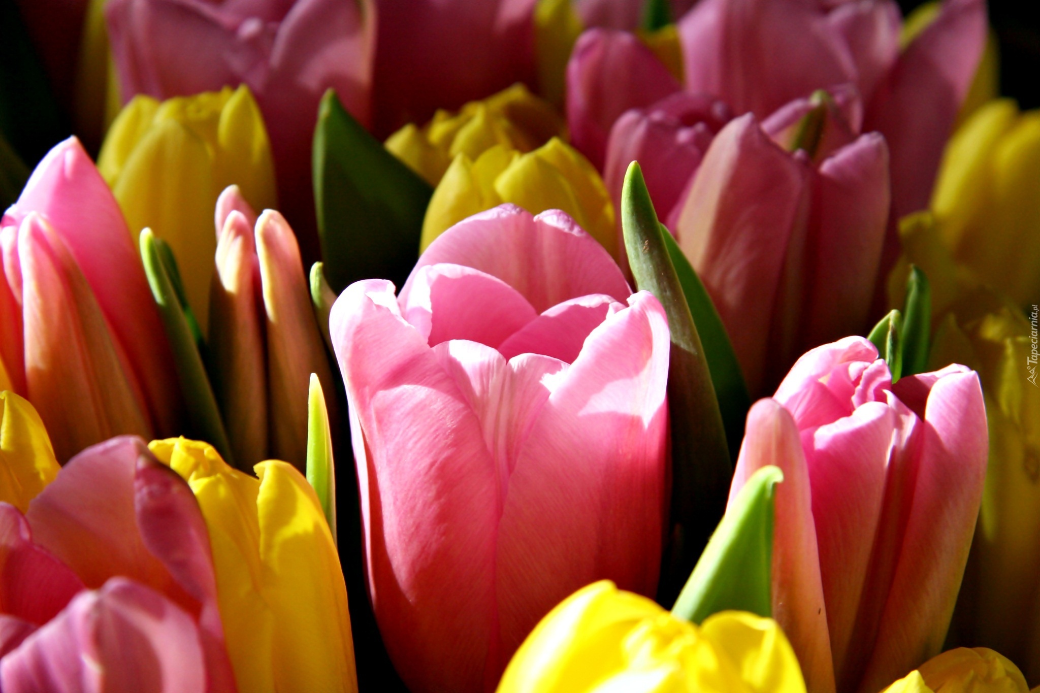 Kwiaty, Tulipany