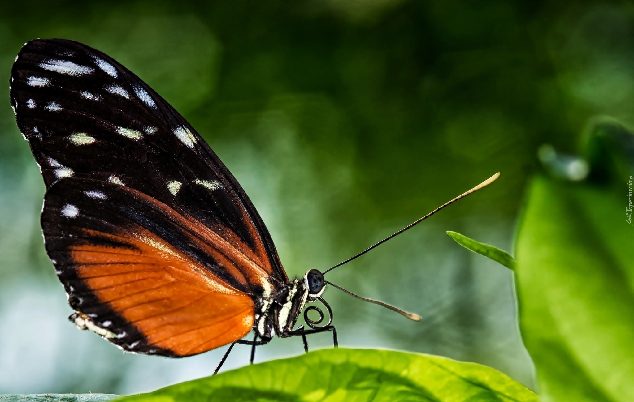 Makro, Motyl