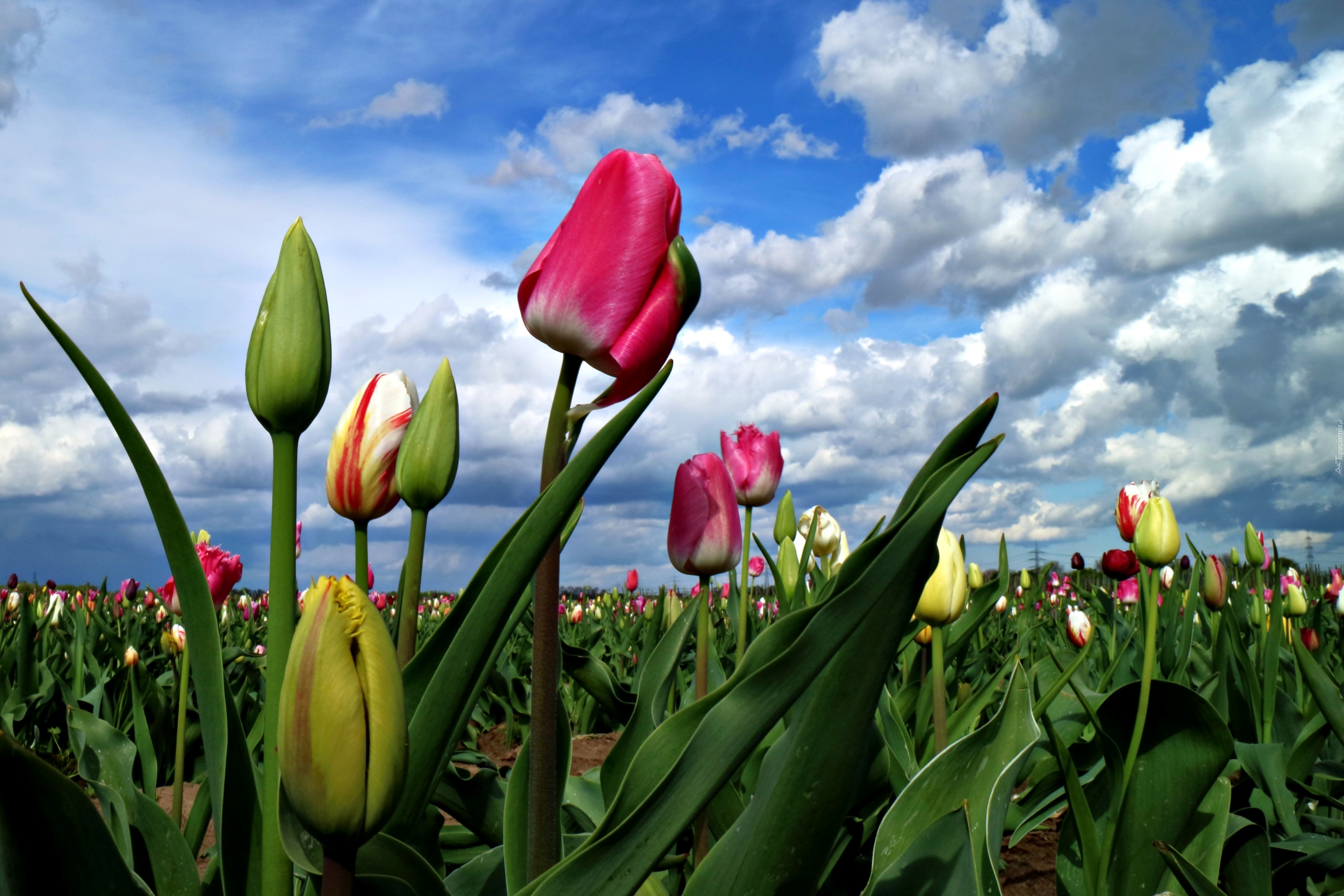 Pole, Tulipanów, Niebo, Ołoki