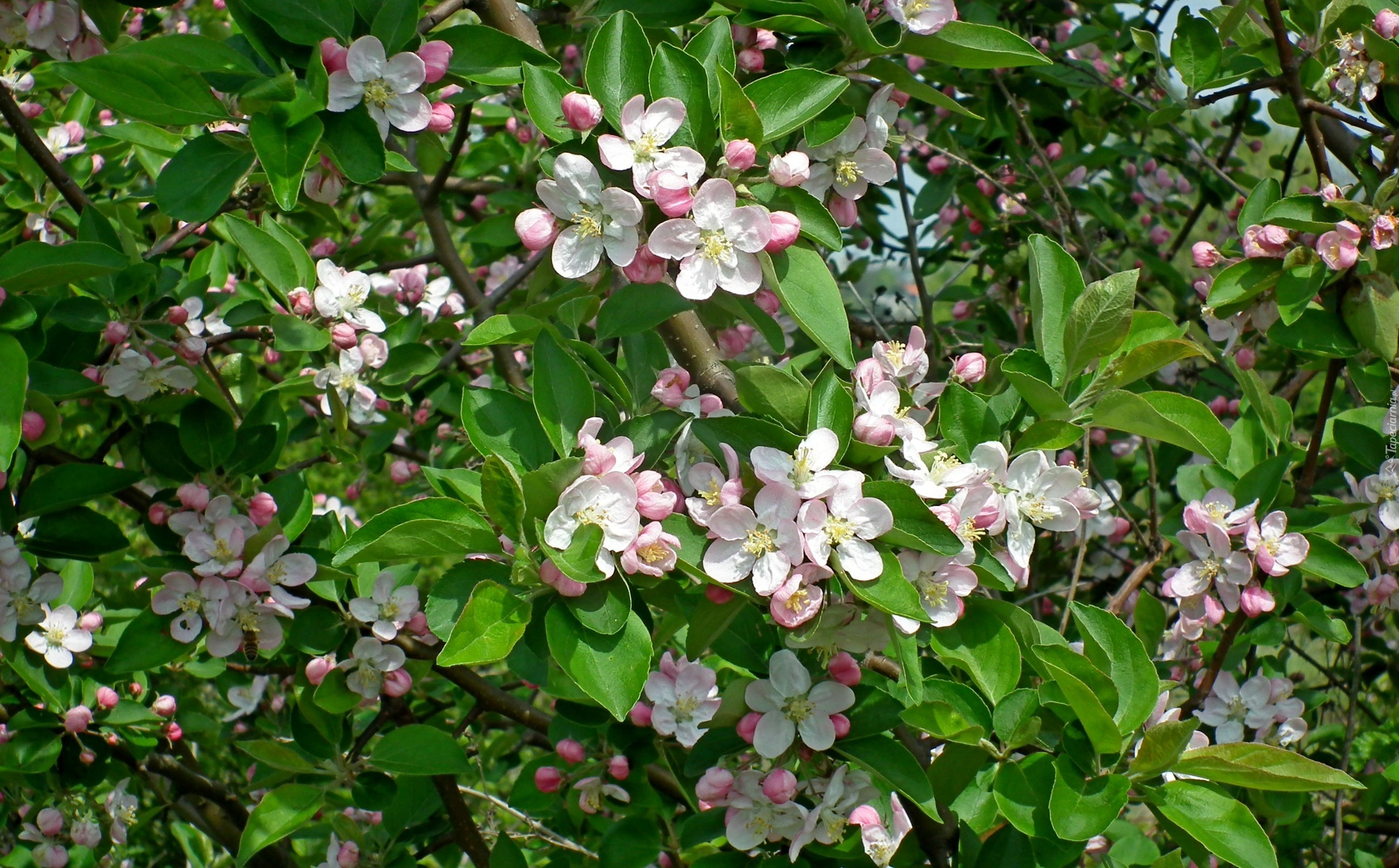 Drzewo, Owocowe, Jabłoń