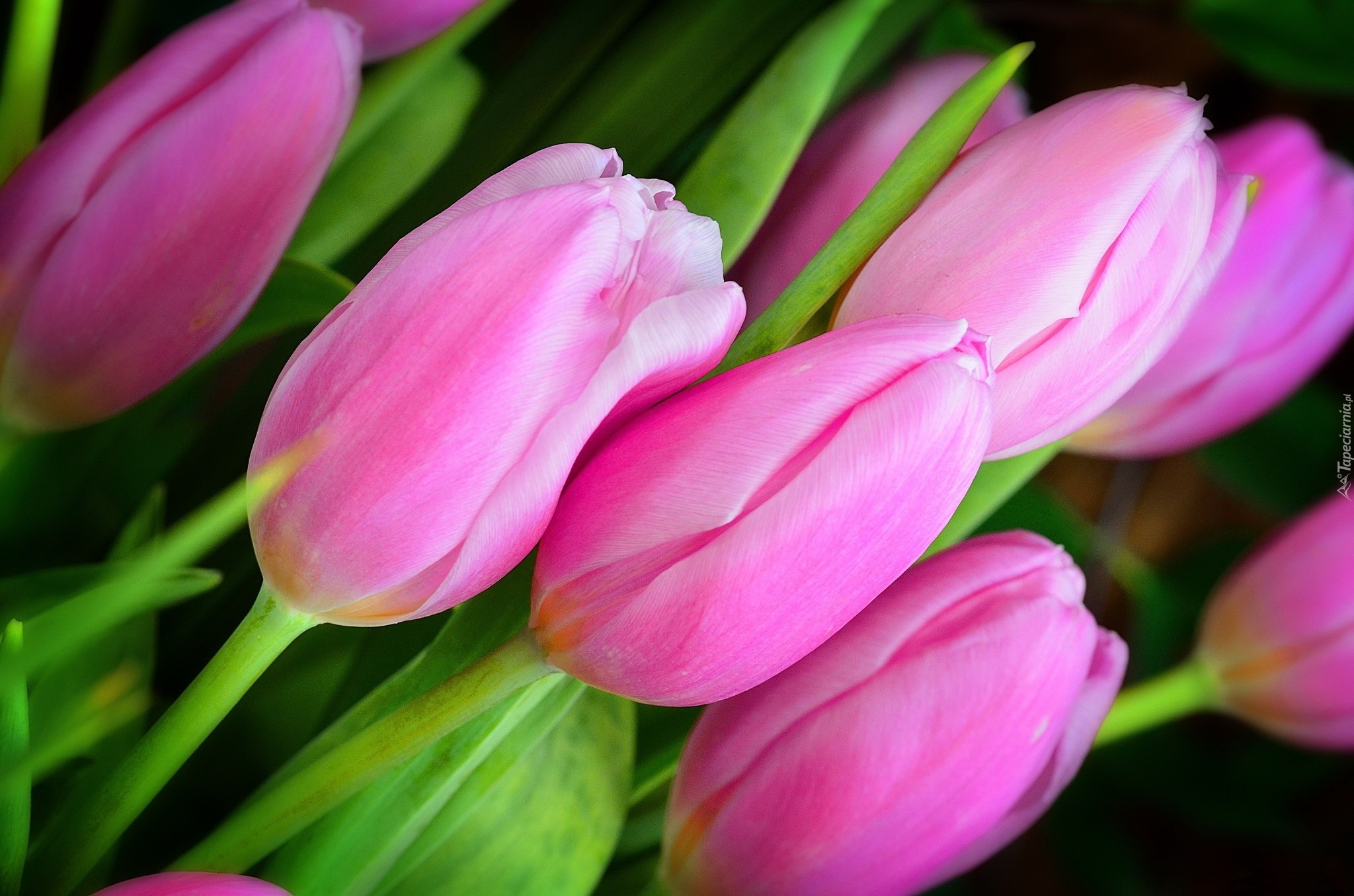 Tulipany