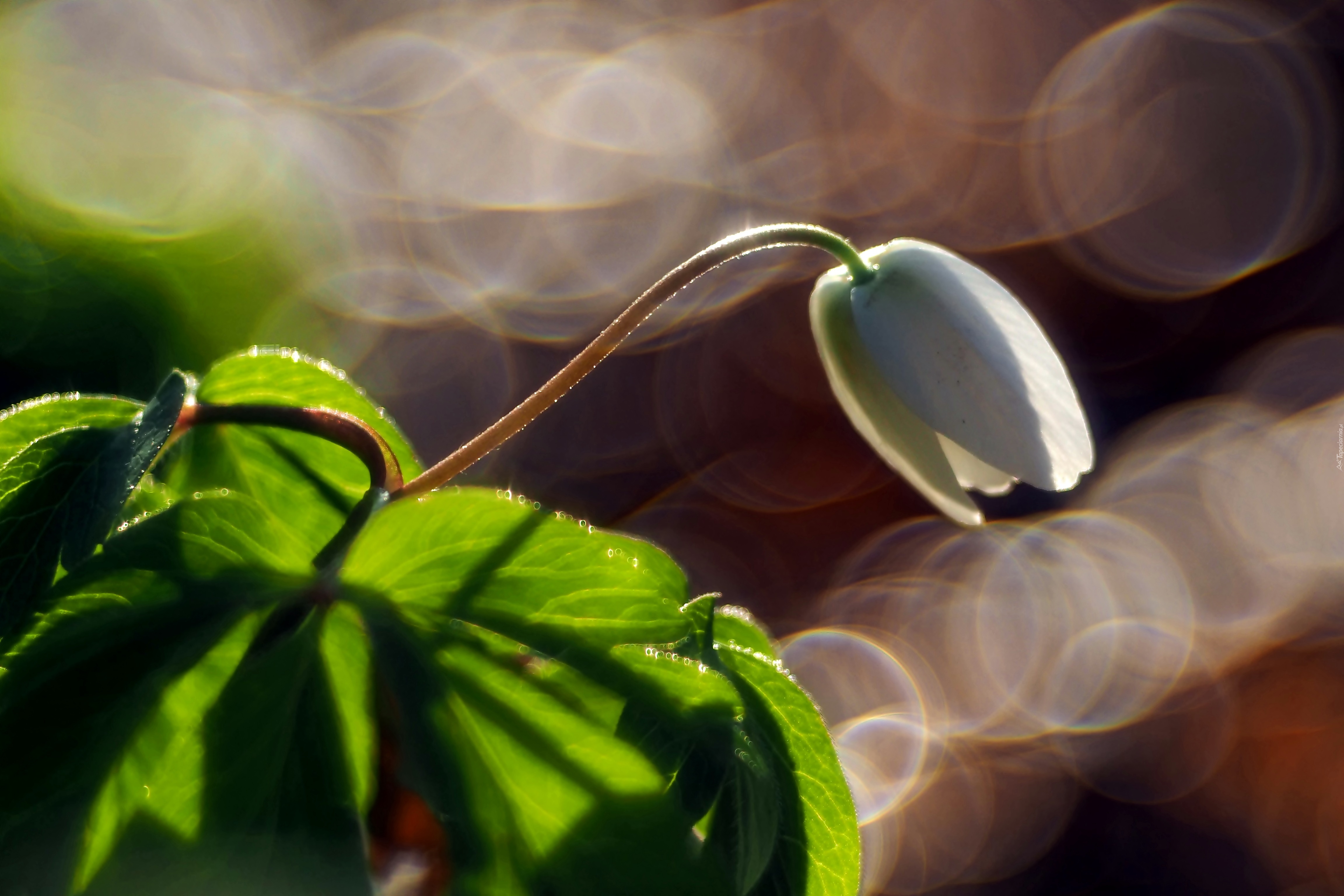 Biały Kwiat, Światło, Bokeh