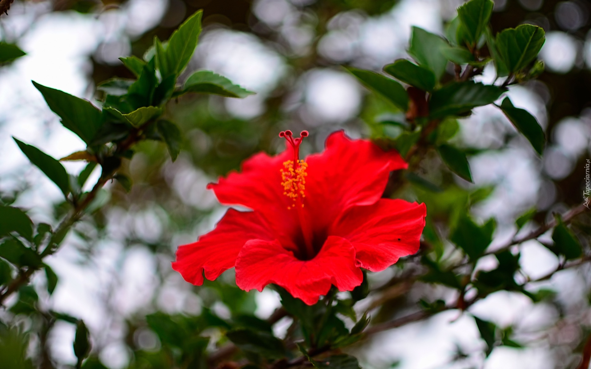 Czerwony, Kwiat, Hibiskus