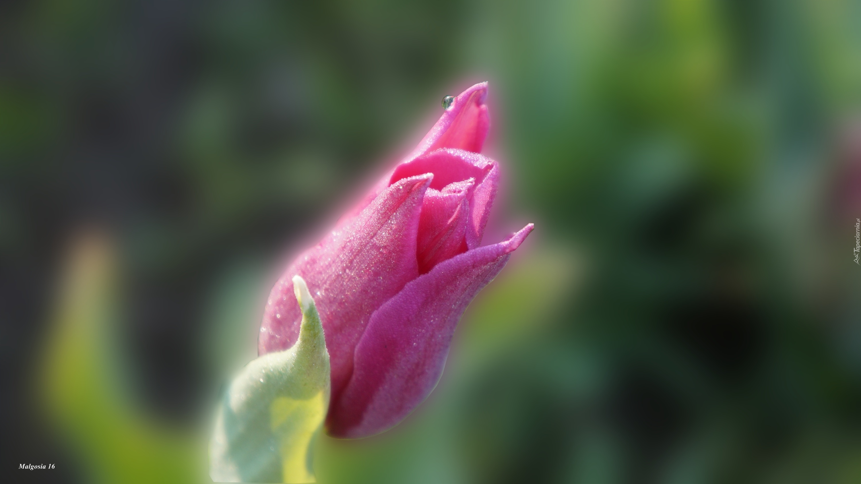 Różowy, Kwiat, Wiosenny, Tulipan