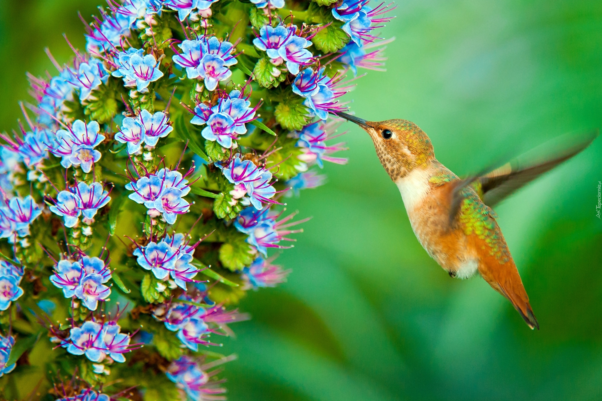koliber-kwiatki