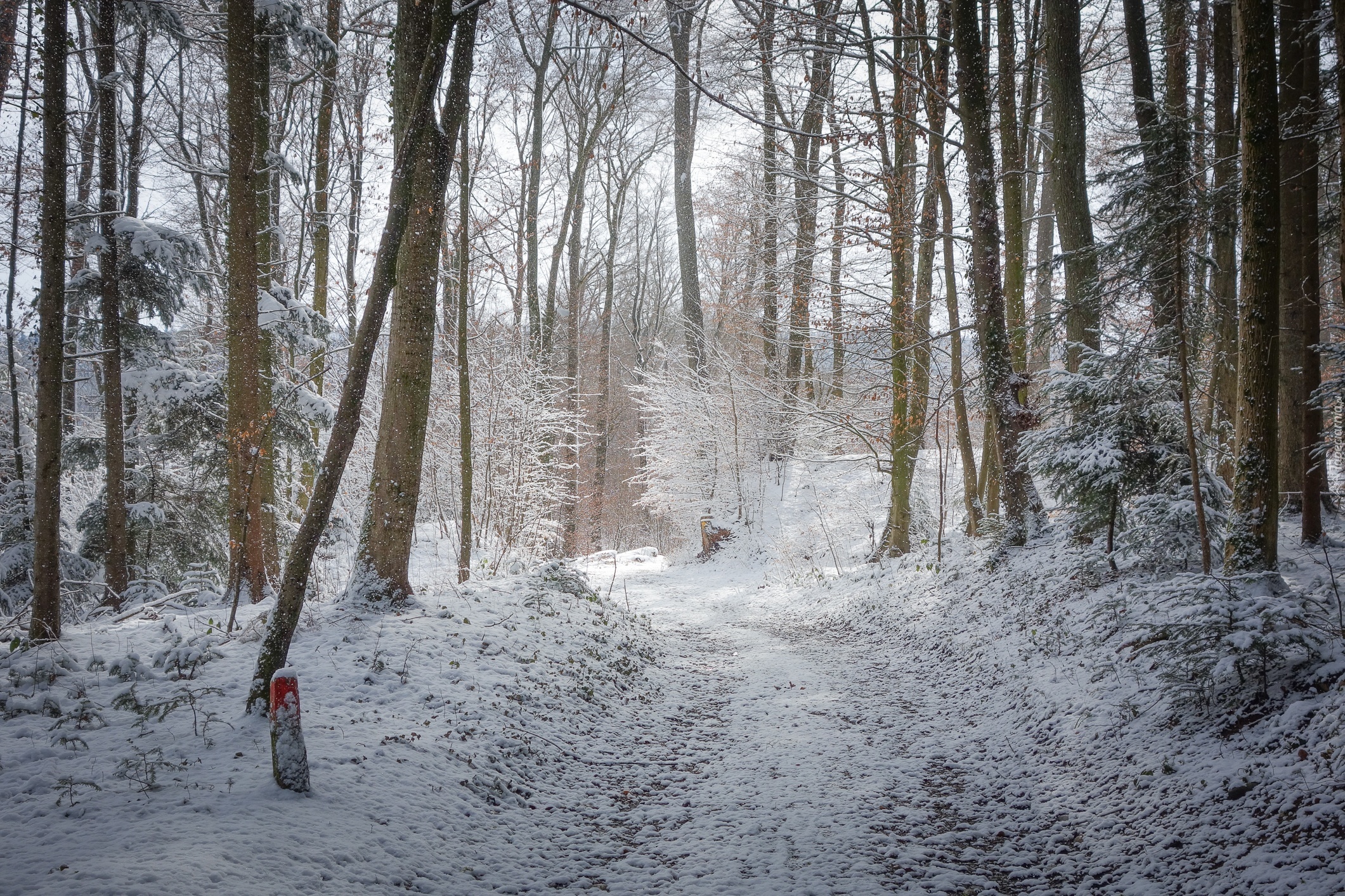 Zima, Śnieg, Las