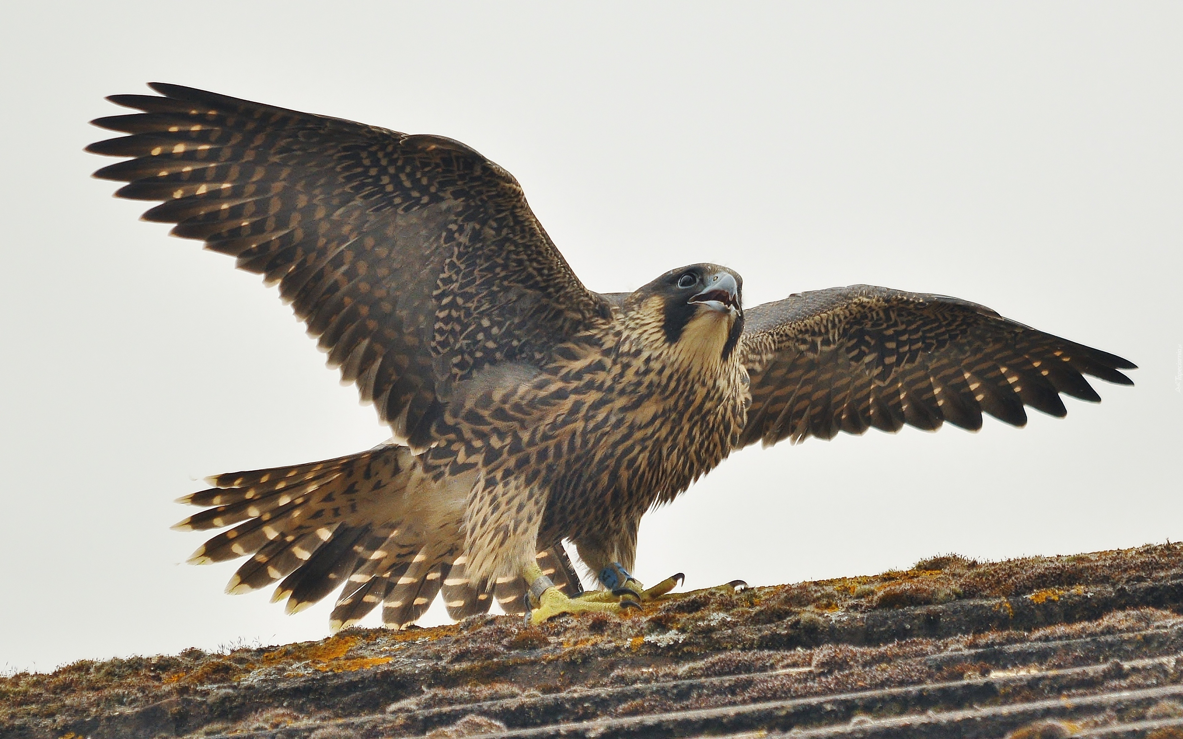 Сокол живущий в городе. Хищные птицы Сокол Сапсан. Сапсан Falco peregrinus. Беркут и Сапсан. Орел Сокол ястреб Сапсан.