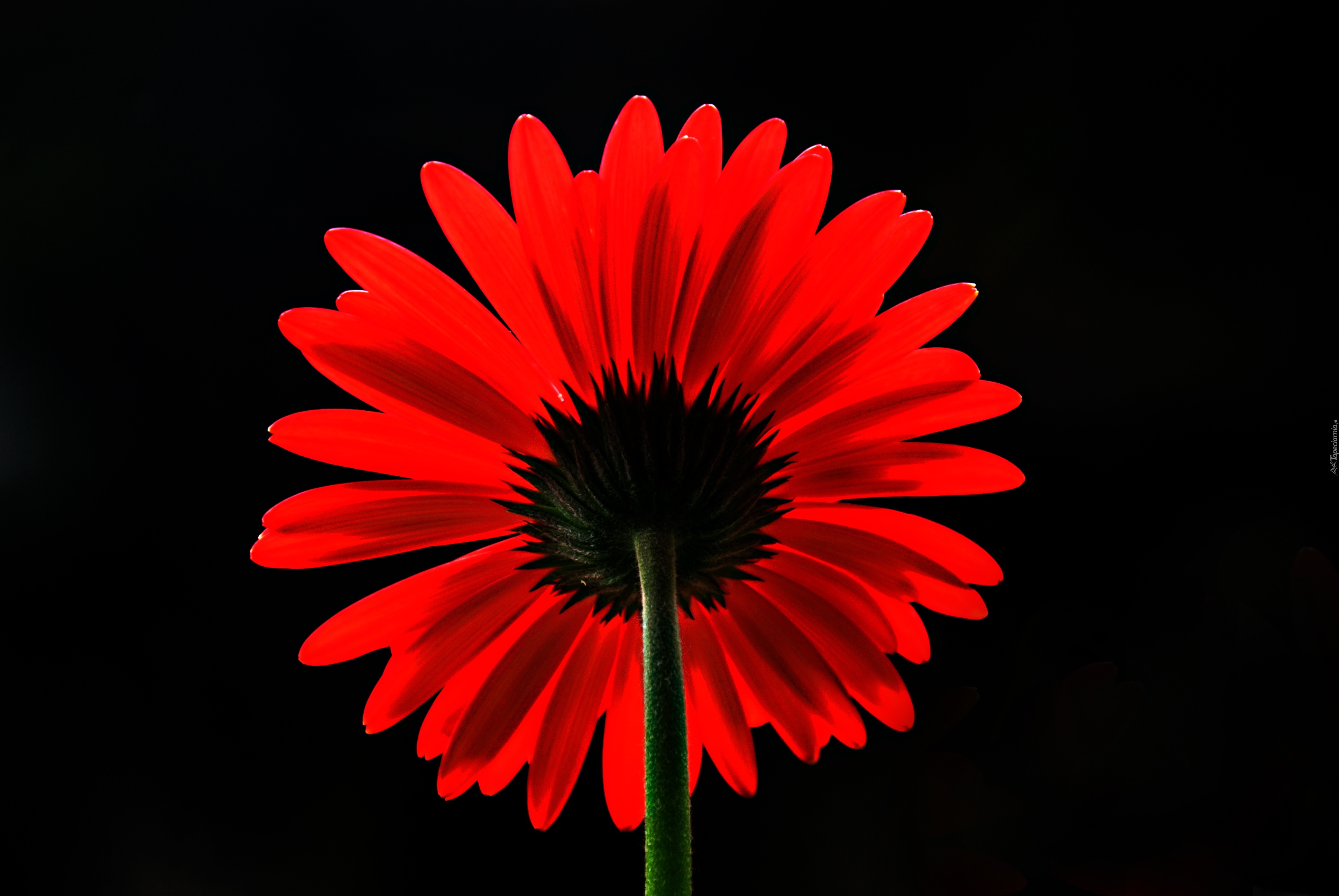 Czerwona, Gerbera