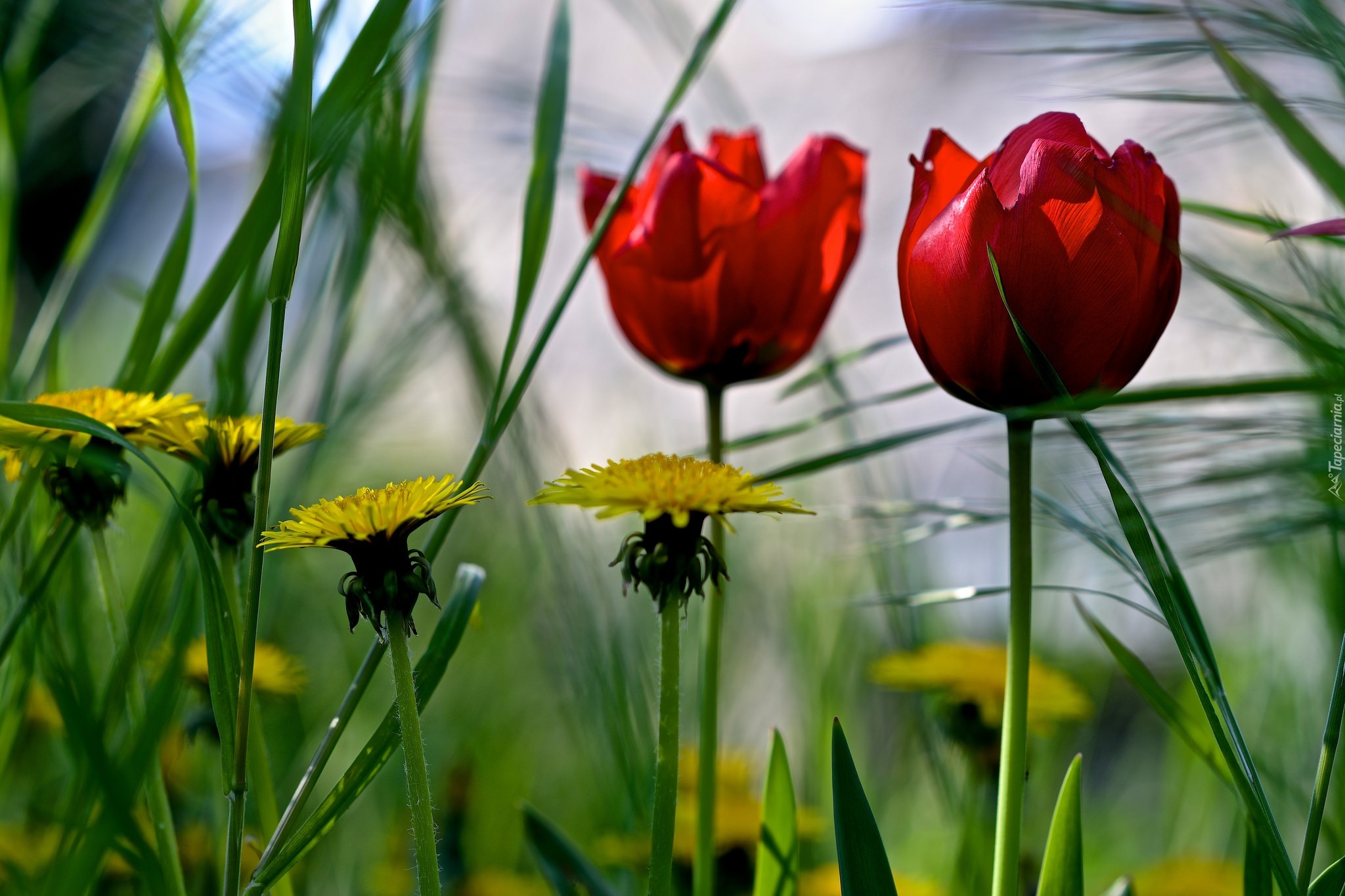 Mniszek, Tulipany, Trawa, Wiosna