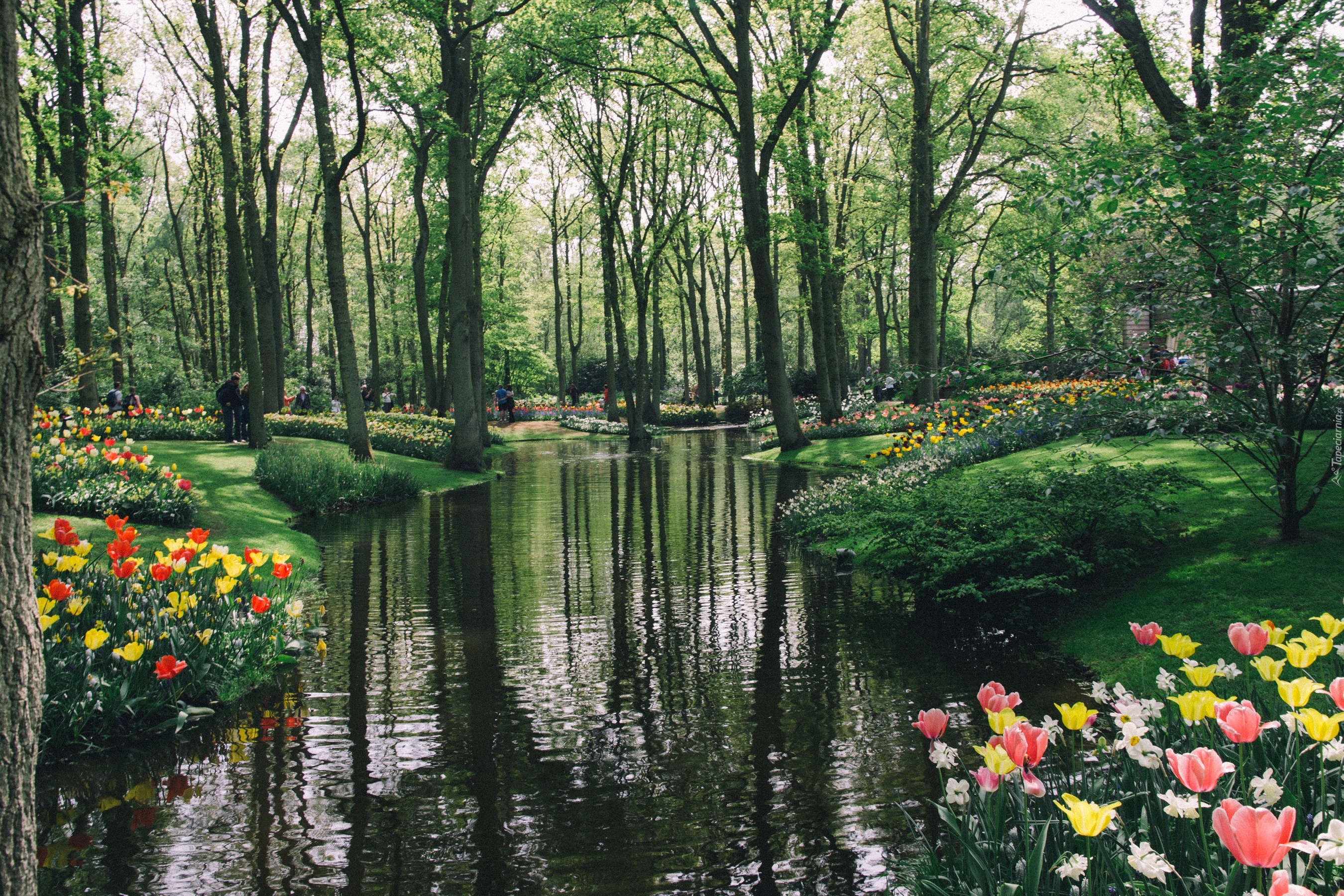Park, Rzeka, Tulipany, Drzewa, Ludzie