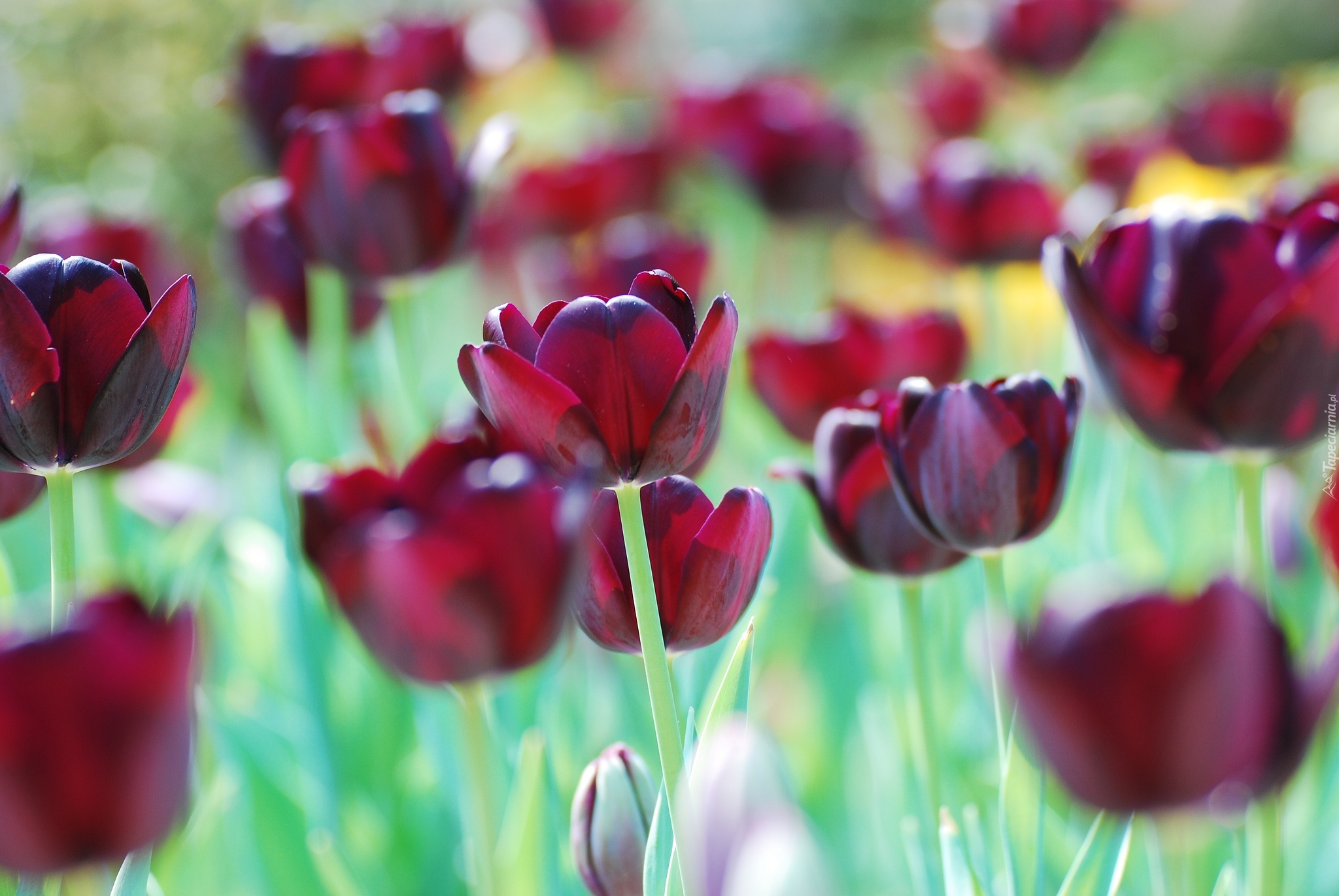 Ciemnoczerwone, Tulipany, Rozmycie