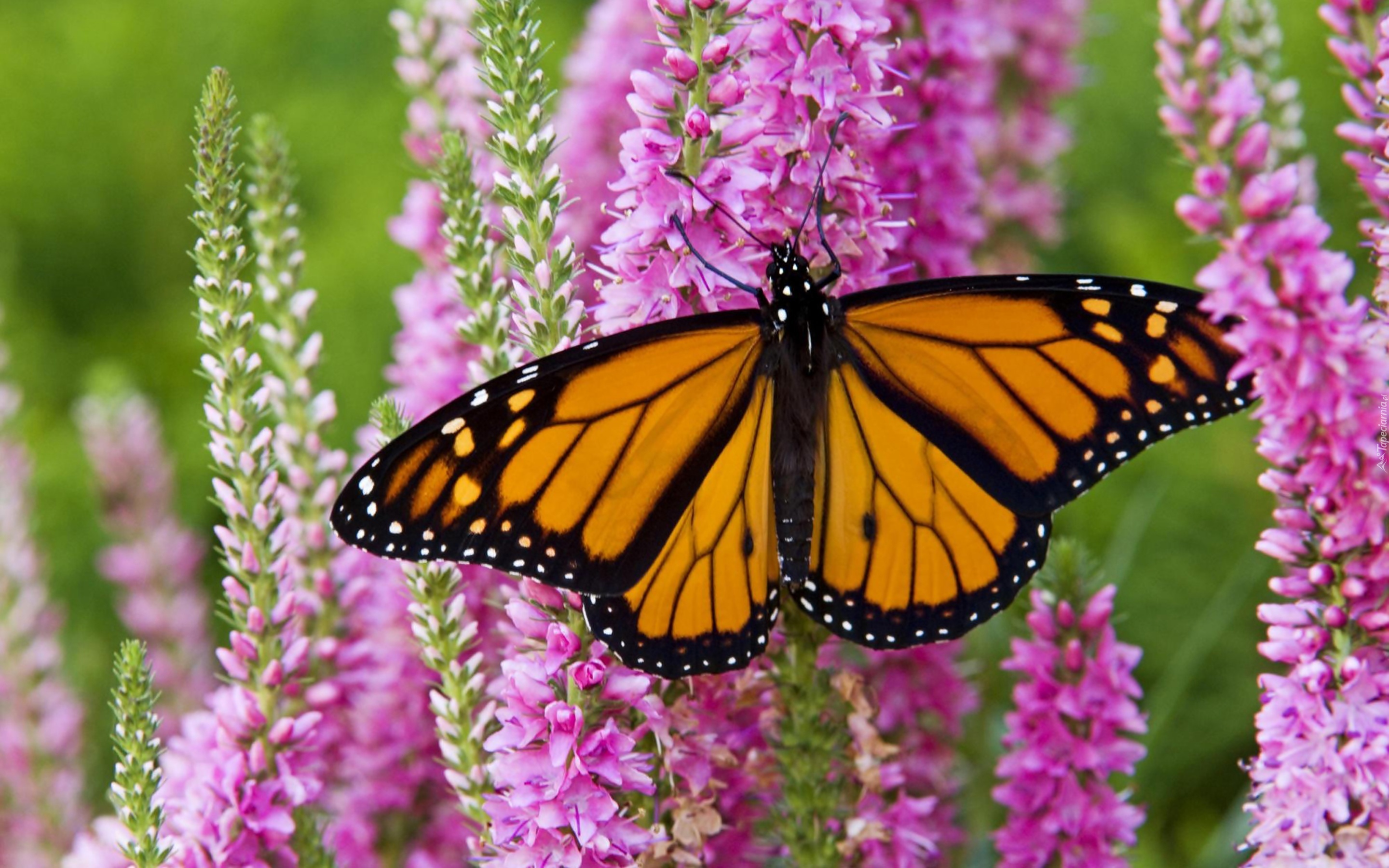 Piękny, Motyl, Monarch, Kwiaty, Ogród