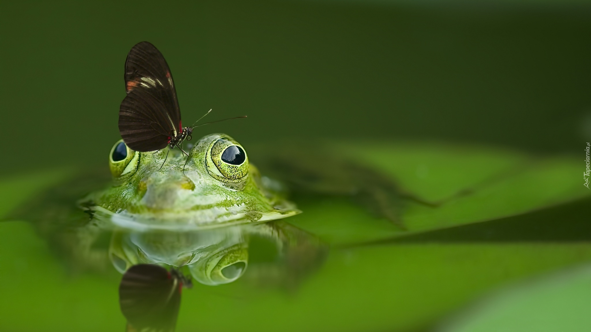 Żaba, Motyl