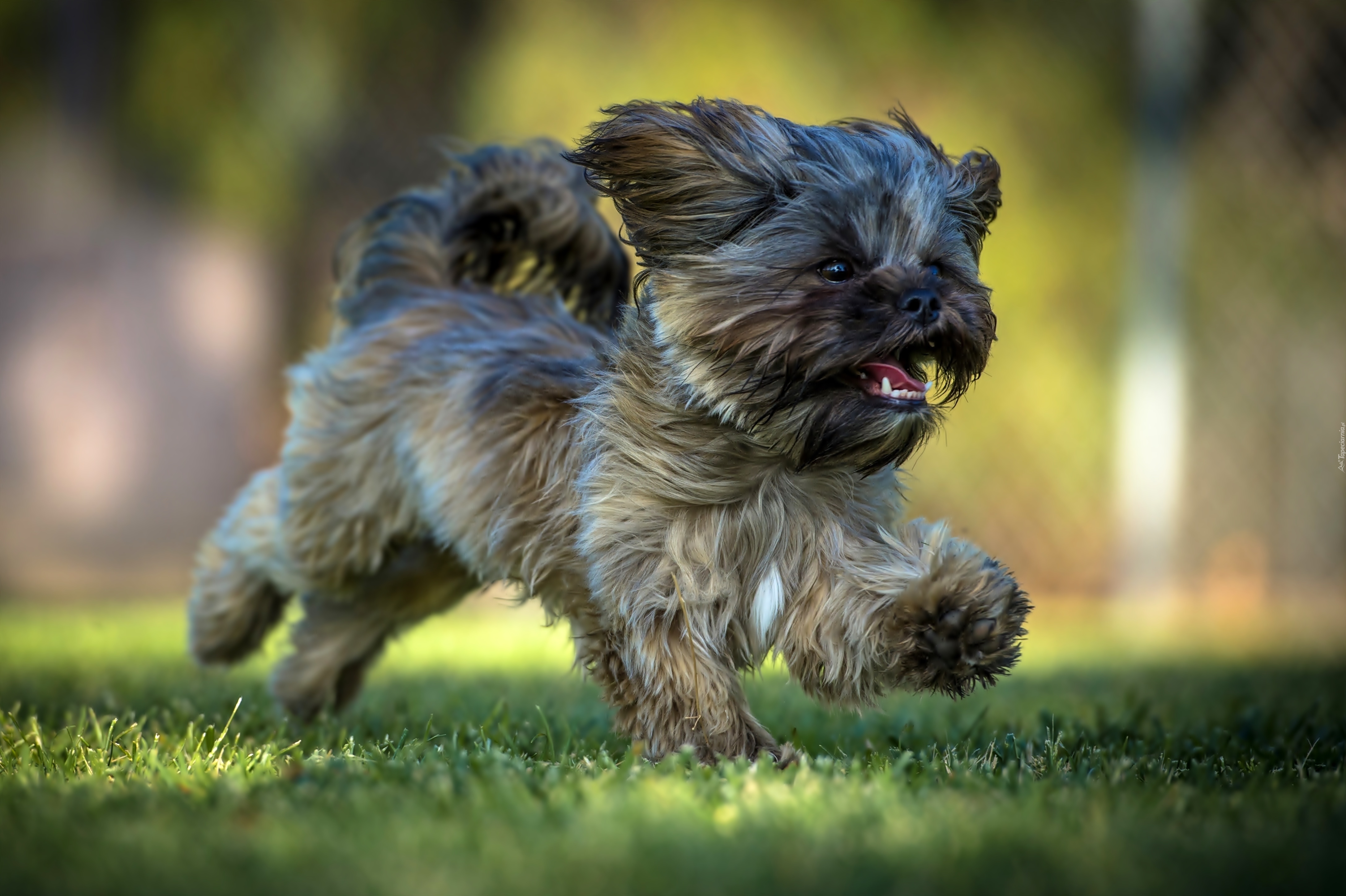 Biegnący, Pies, Shih Tzu