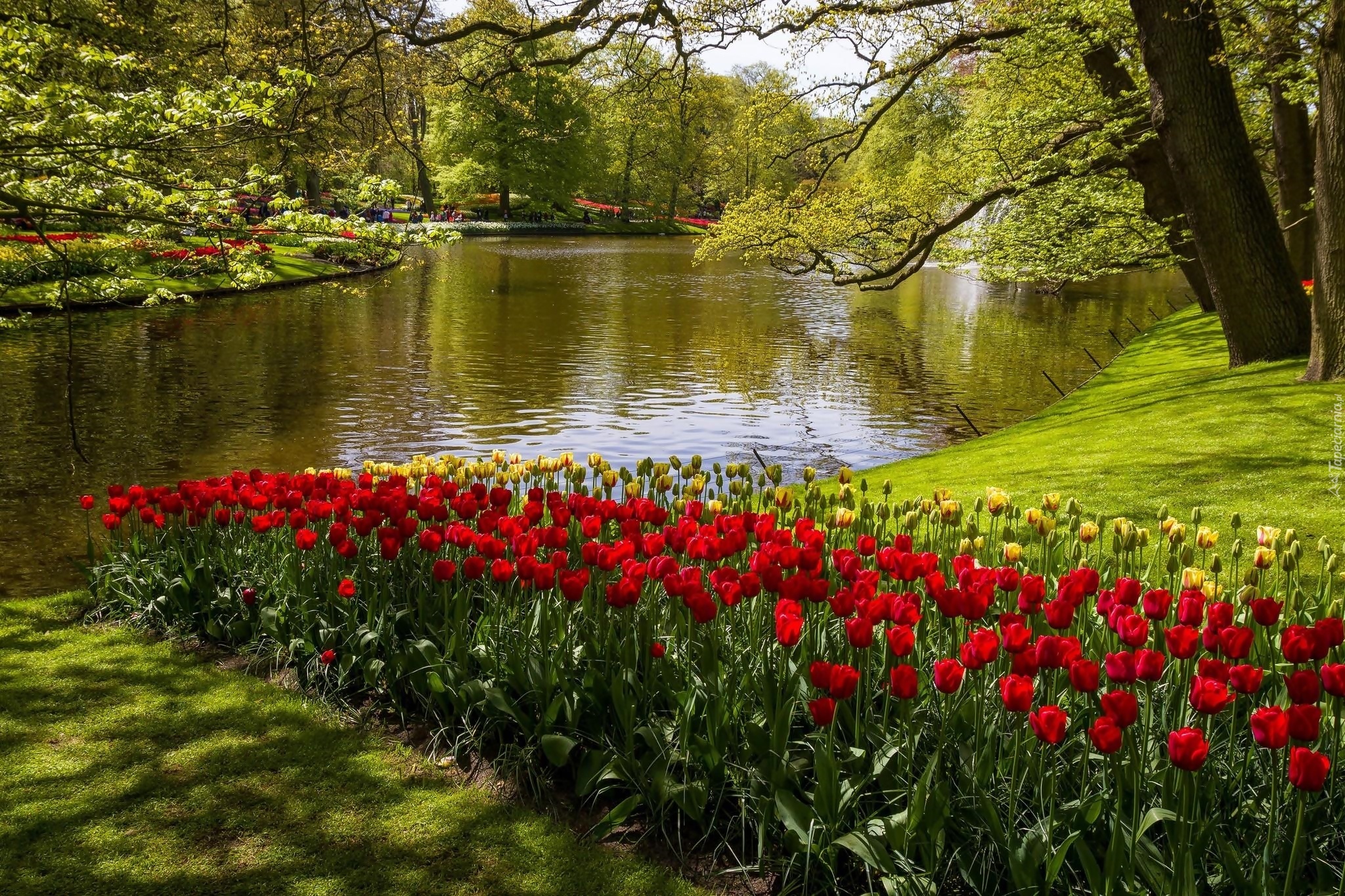 Tulipany, Rzeka, Park, Kaukenhof, W, Lisse, Wiosna, Holandia