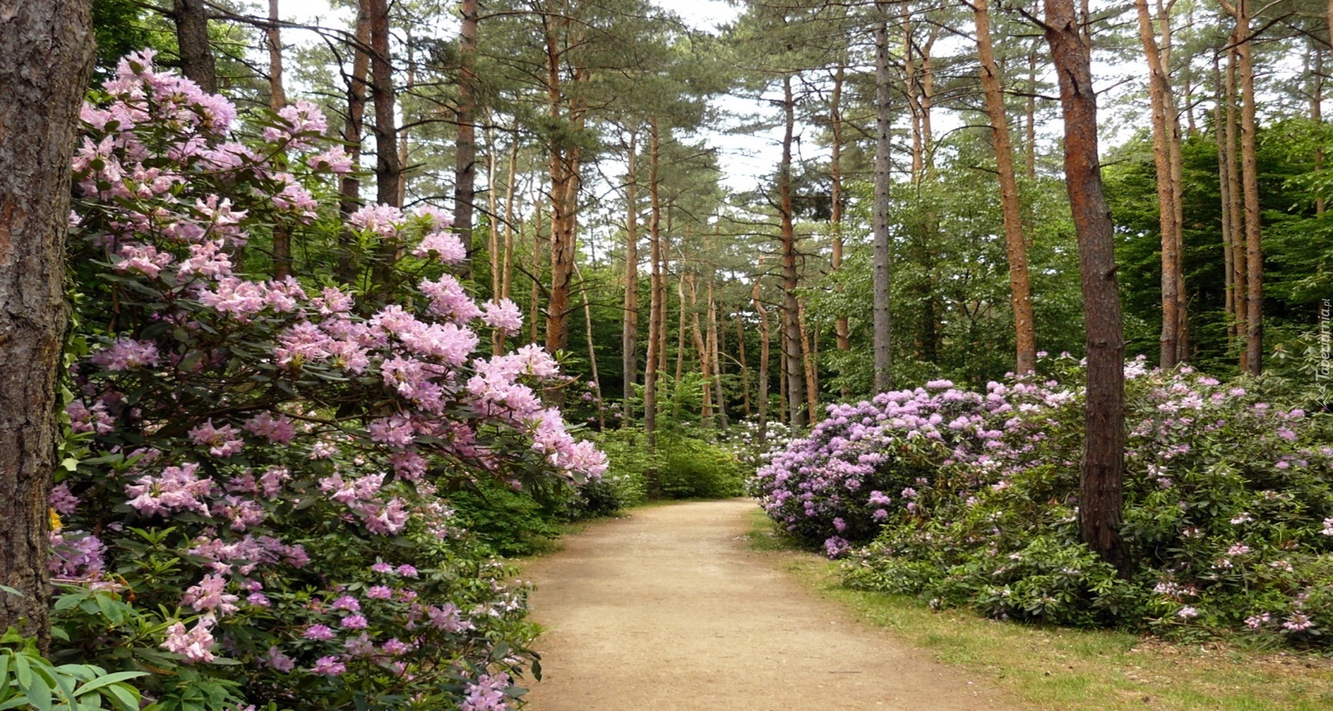 Park, Alejka