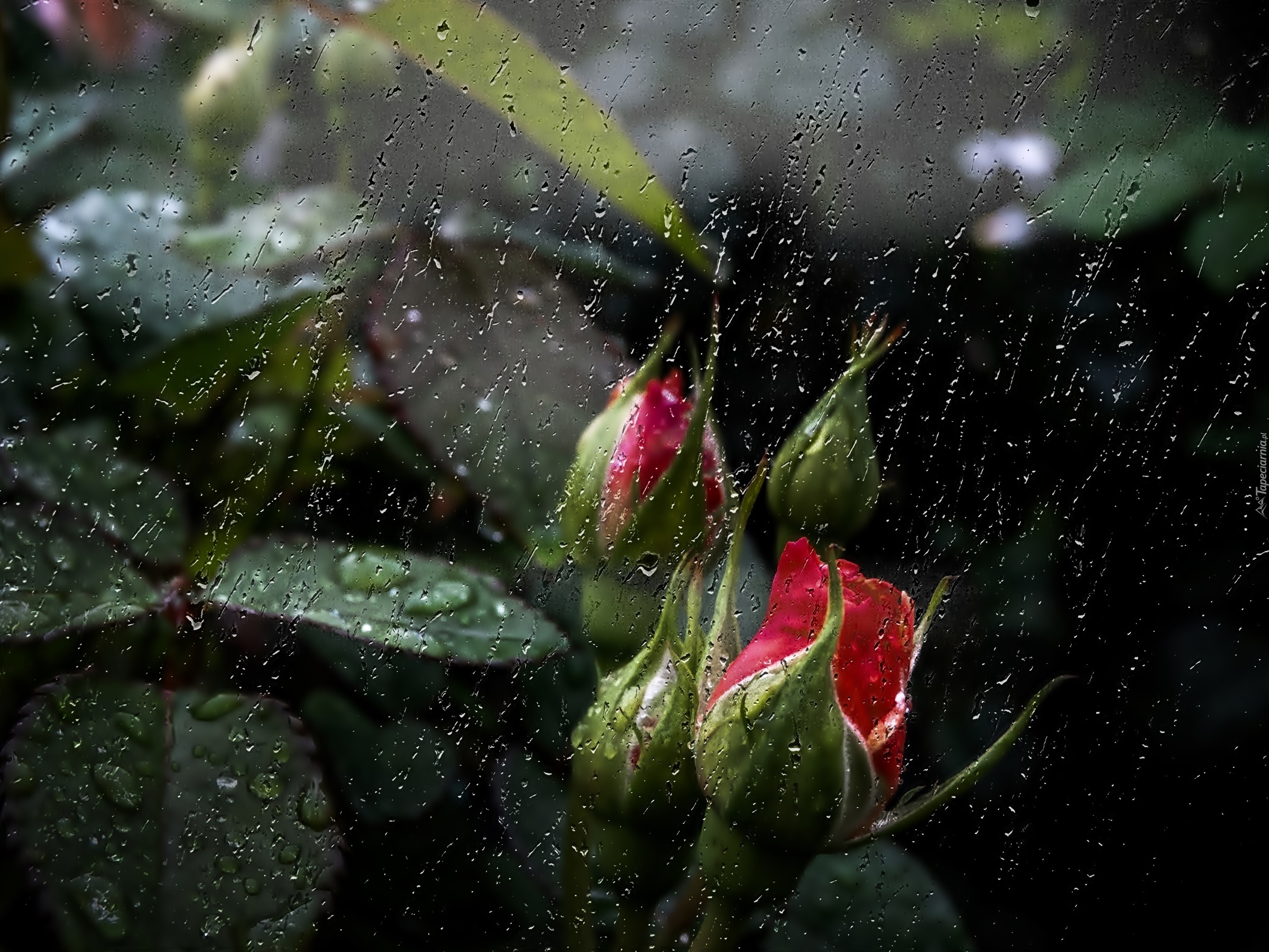 Pąki, Róż, W Deszczu