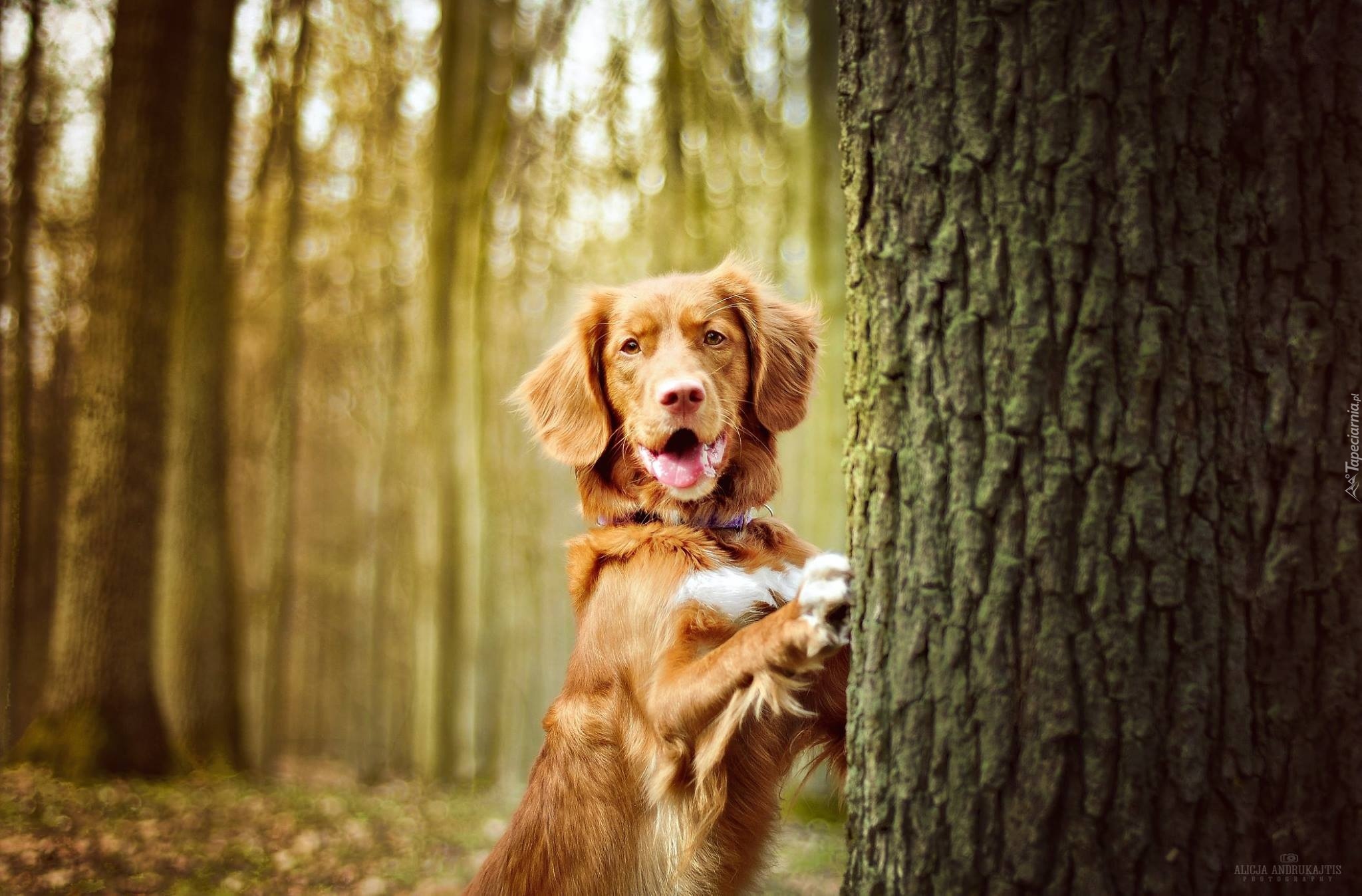 Pies, Las, Drzewo