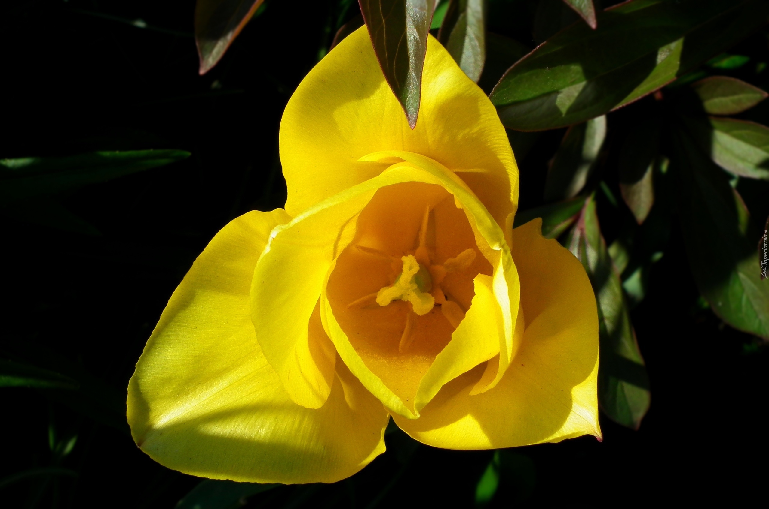 Przyroda, Kwiat, Tulipan