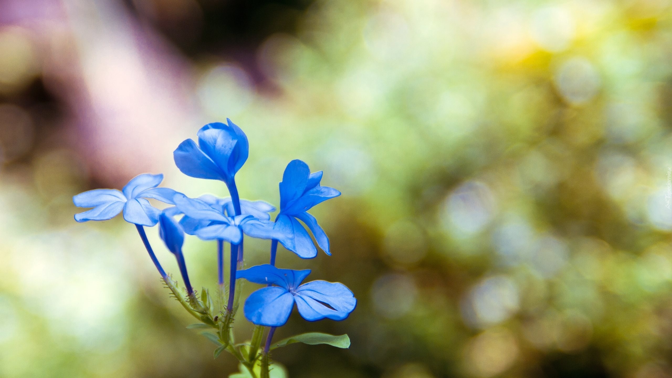 Niebieski, Kwiat, Makro