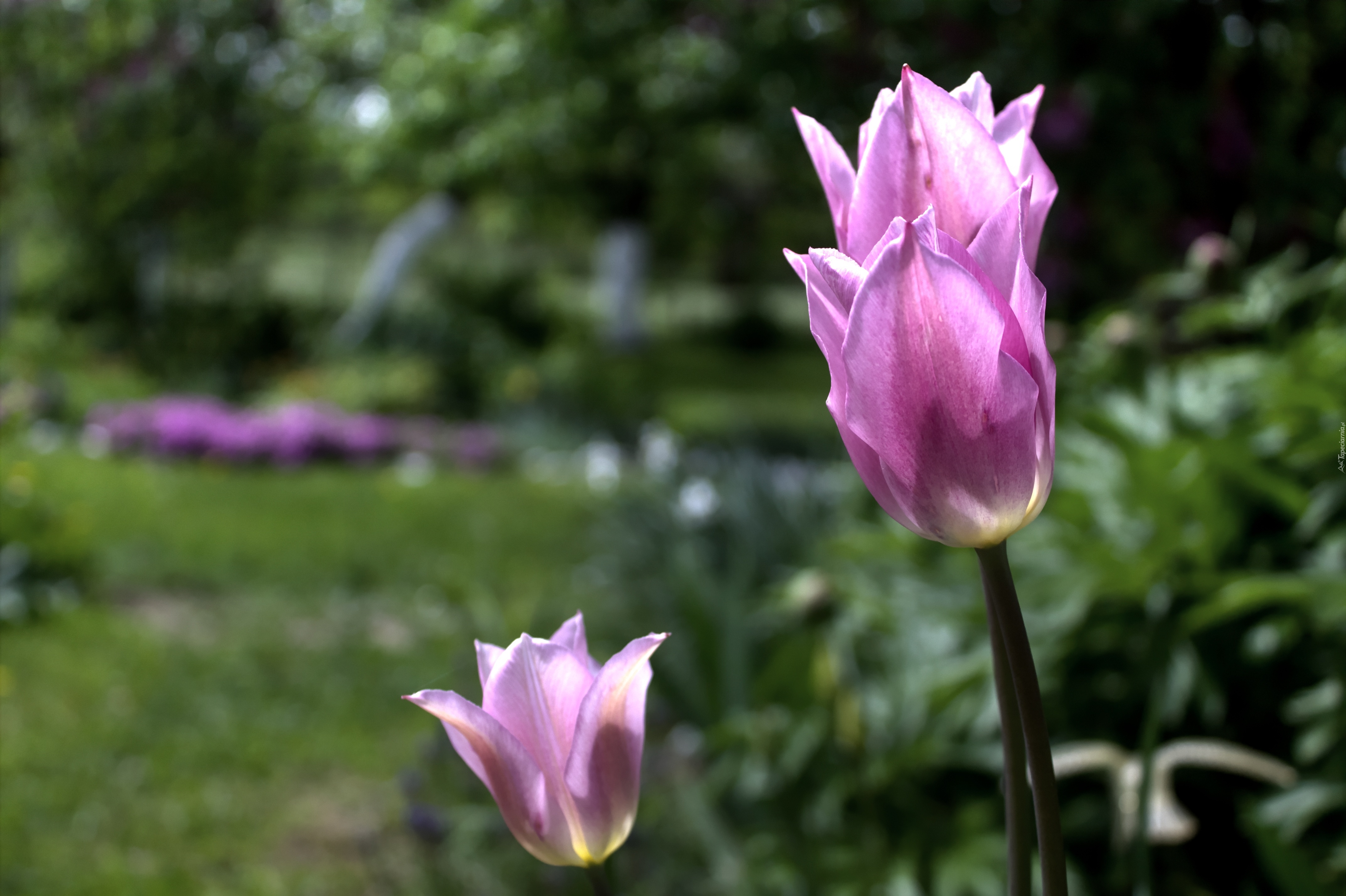 Różowy, Tulipan, Kwiat