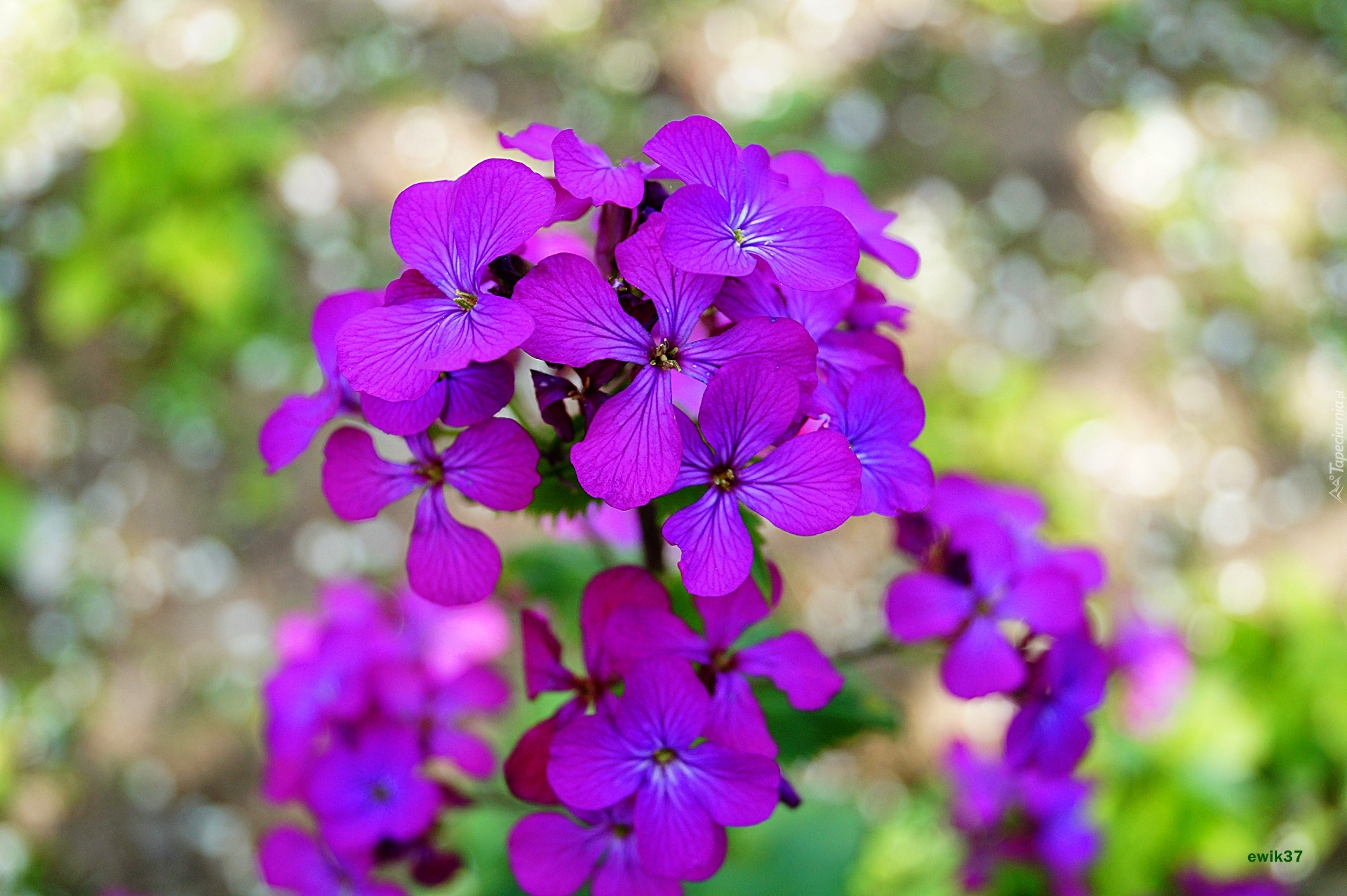 Lunaria, Fioletowe, Kwiaty