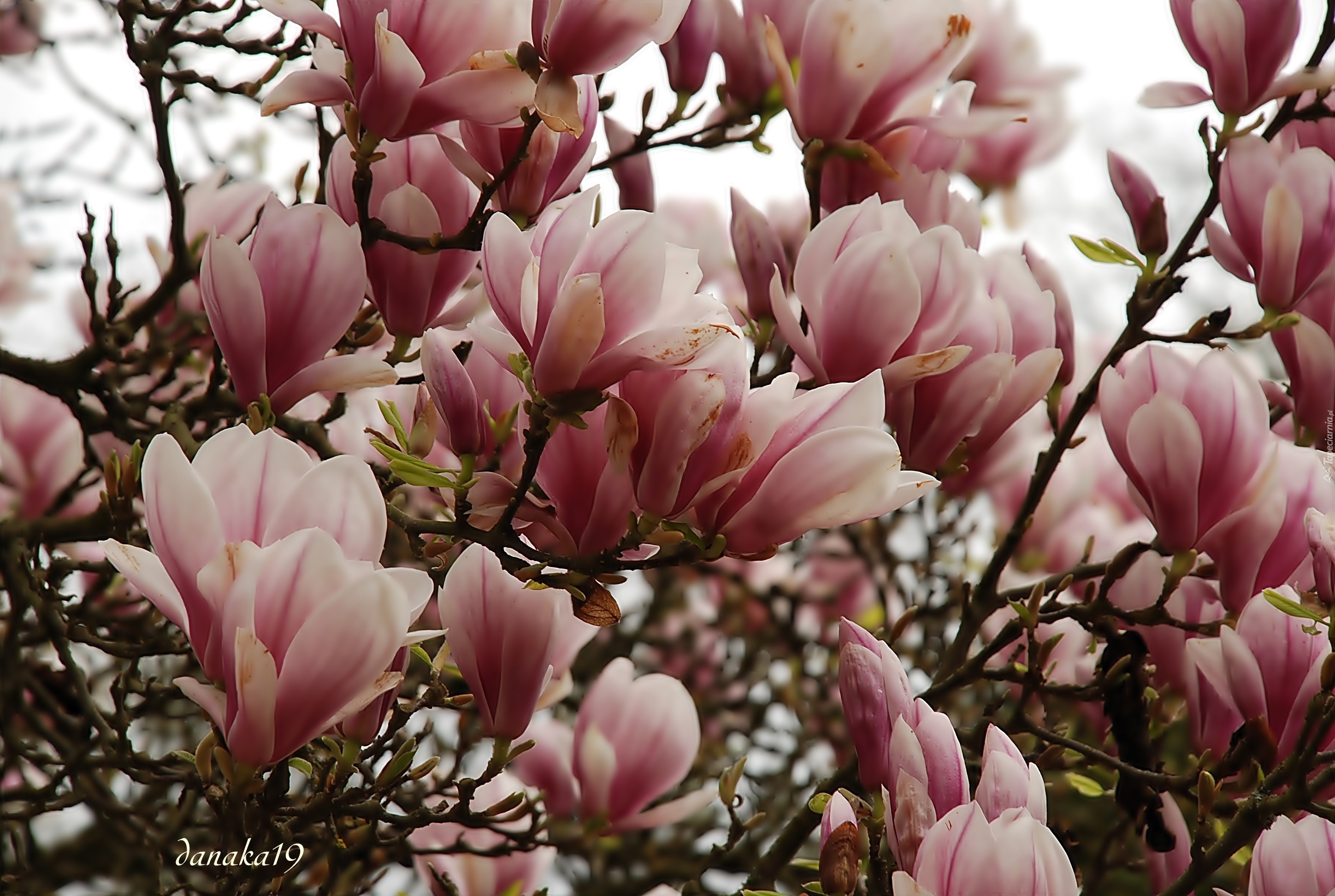 Różowo, Biała, Magnolia