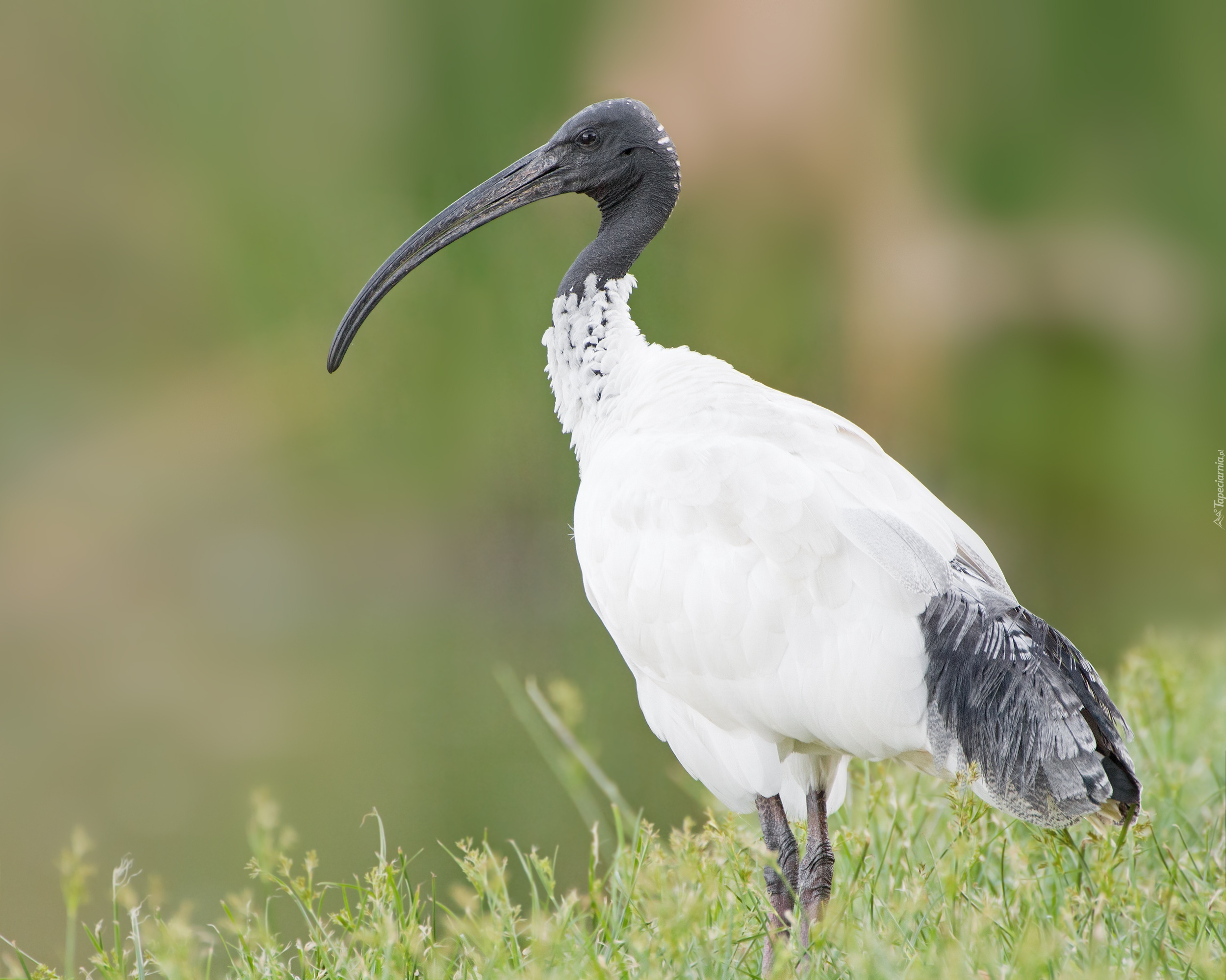 Biały, Ibis