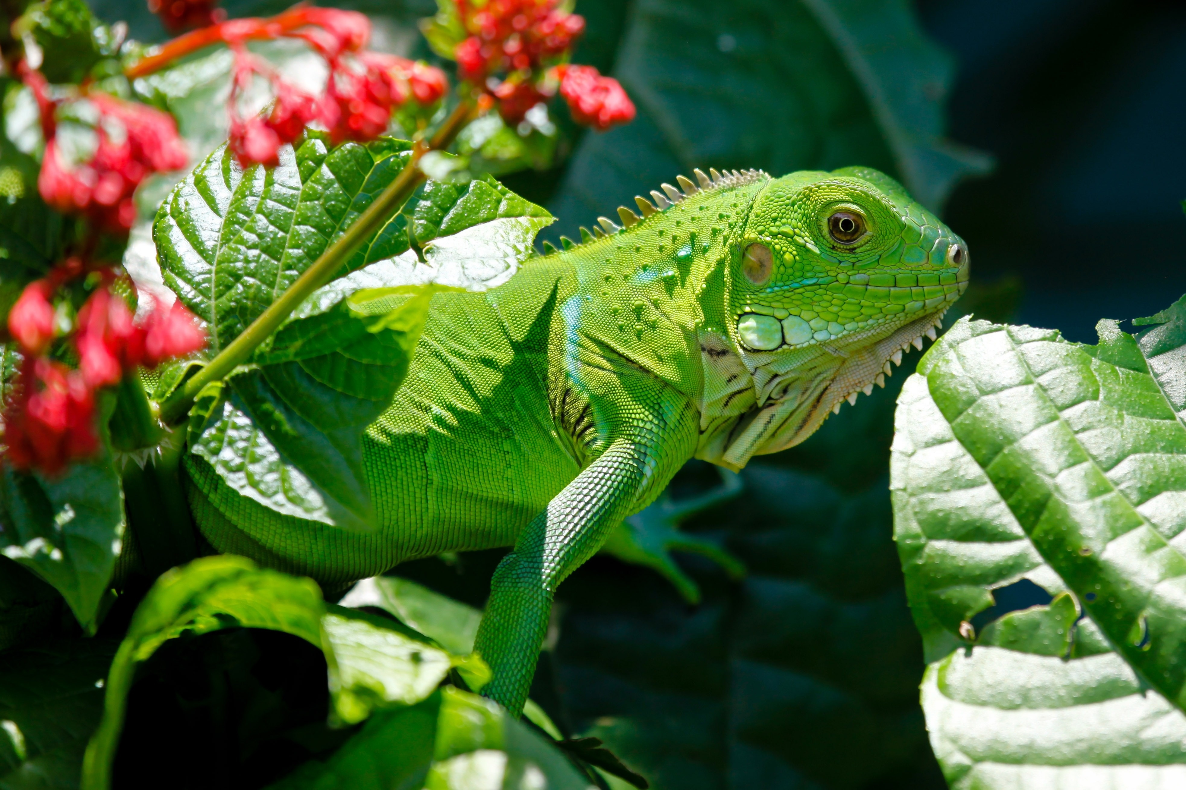 Jaszczurka, Iguana, Rośliny