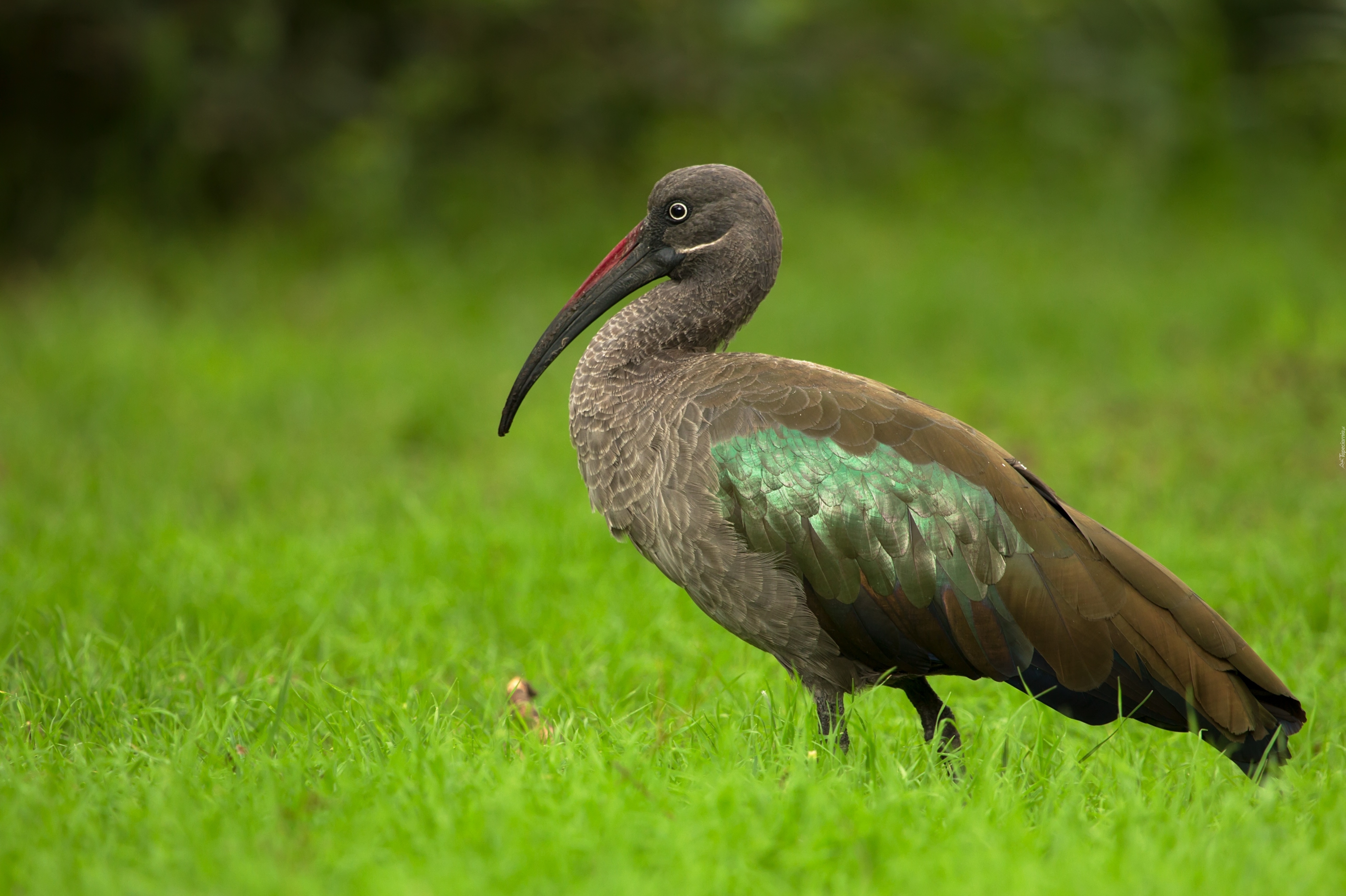 Czarny, Ibis, Zieleń, Trawa