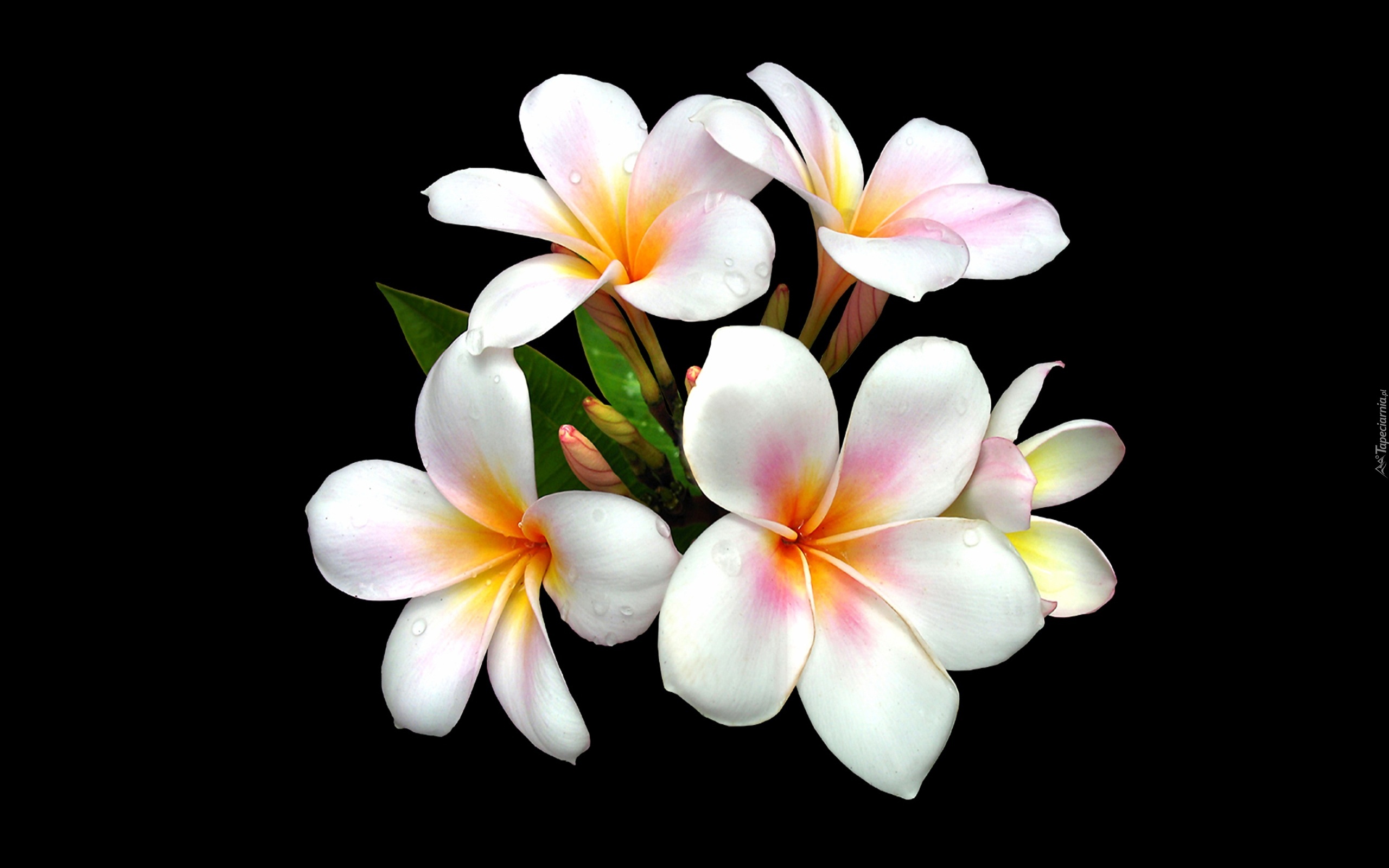 Kwiaty, Plumeria, Biała