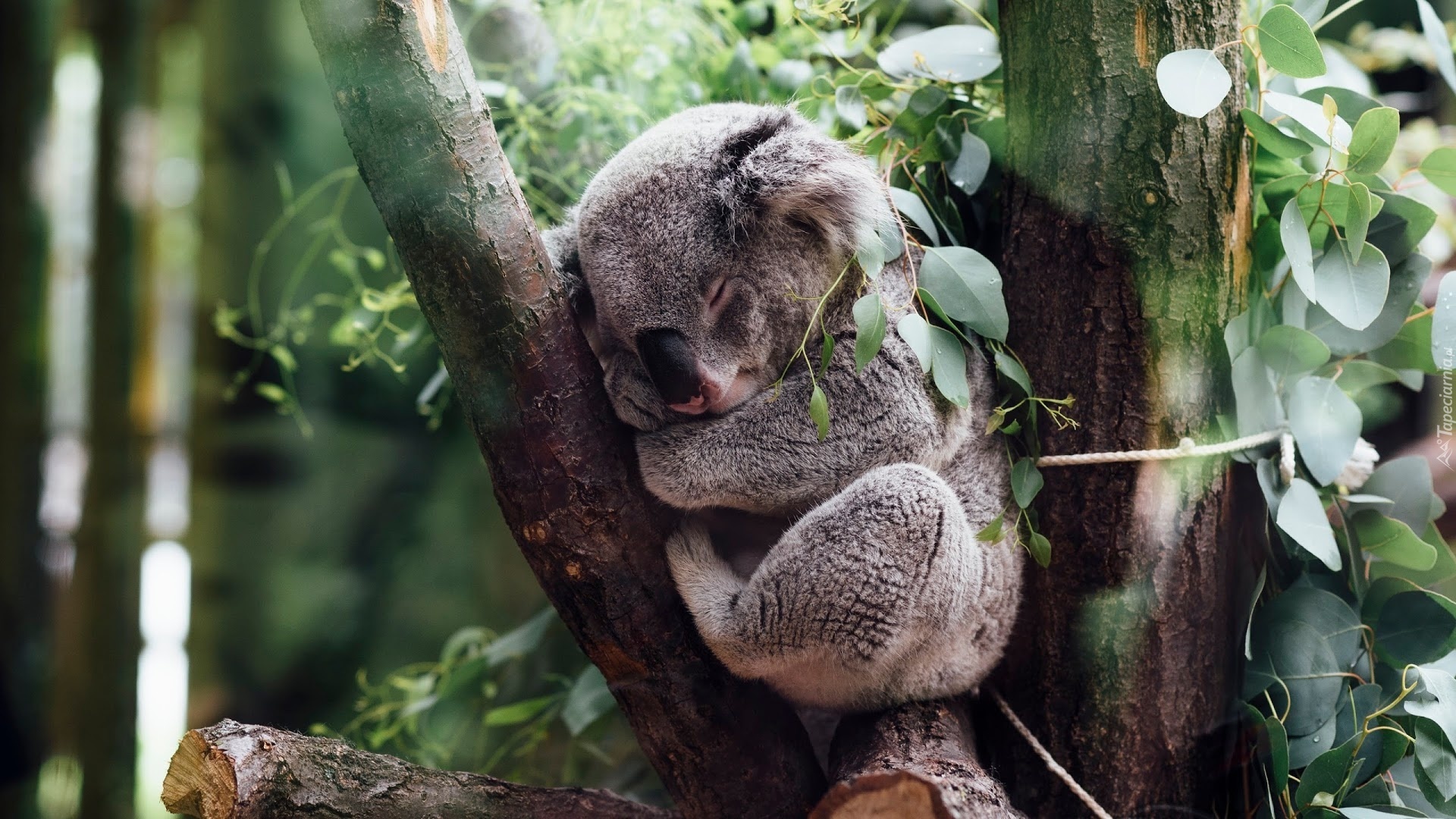 Koala, Drzewo