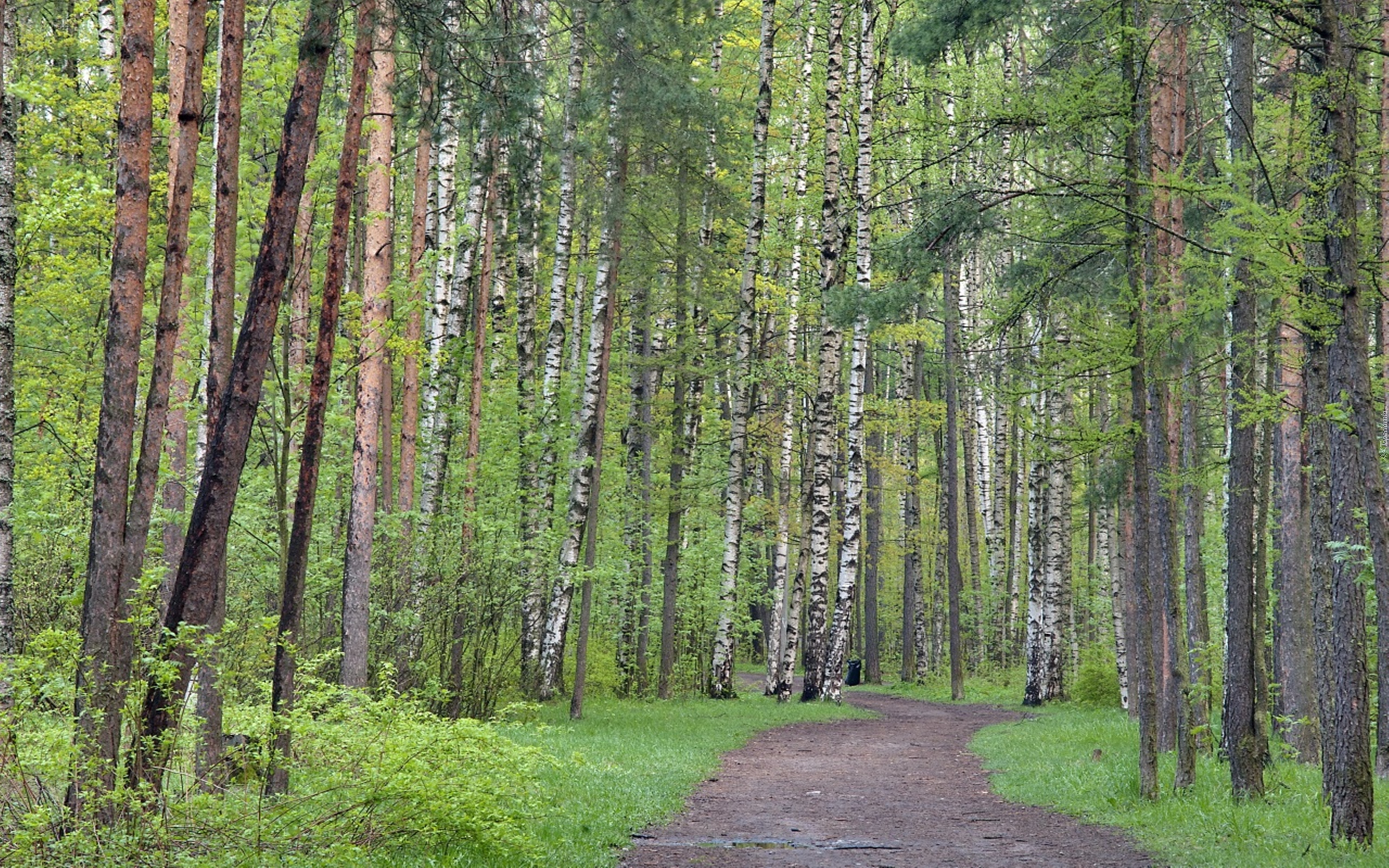 Фотографии Смешанного Леса
